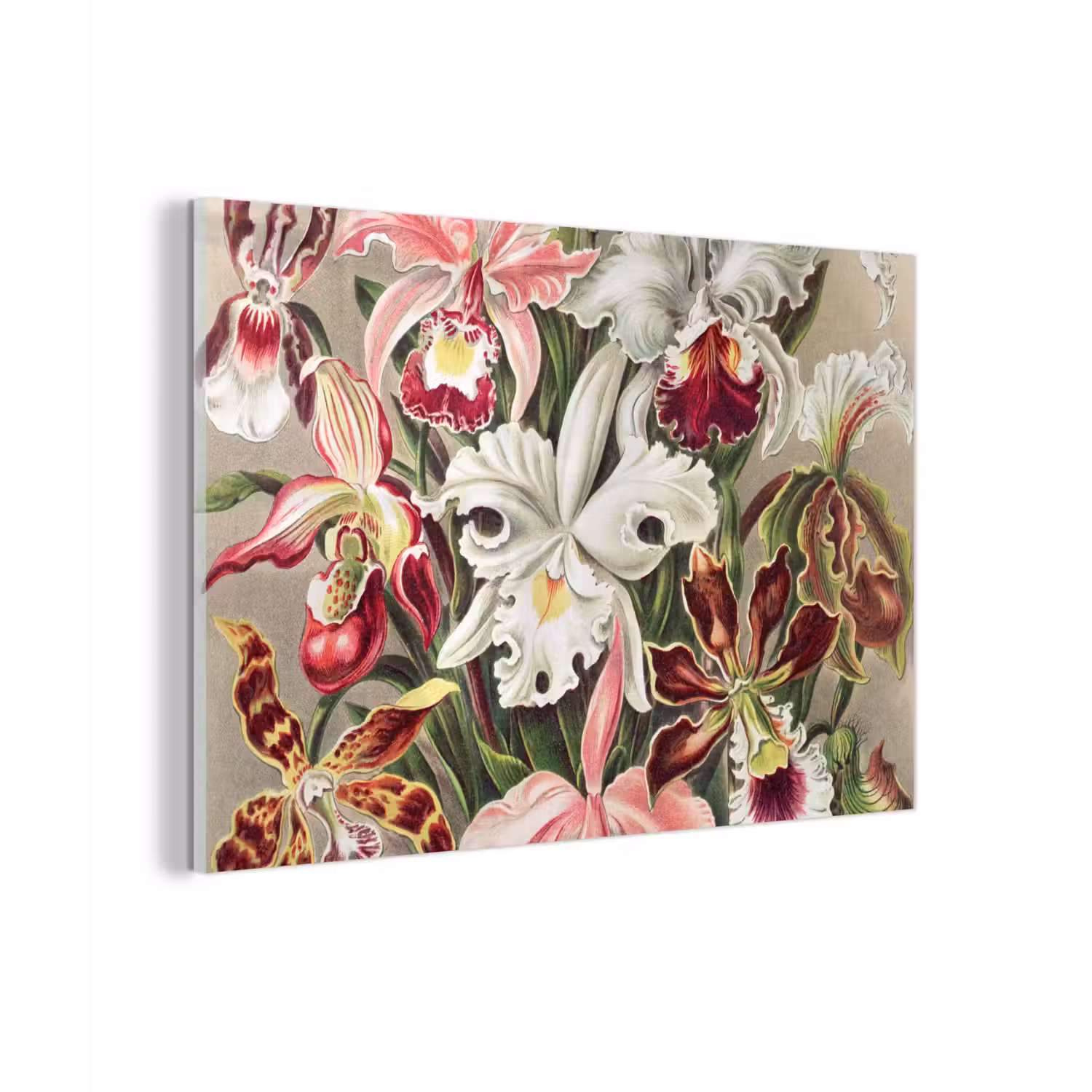 Bloemen - Ernst Haeckel - Vintage - Orchidee plexiglas 5mm klein -sfeer1