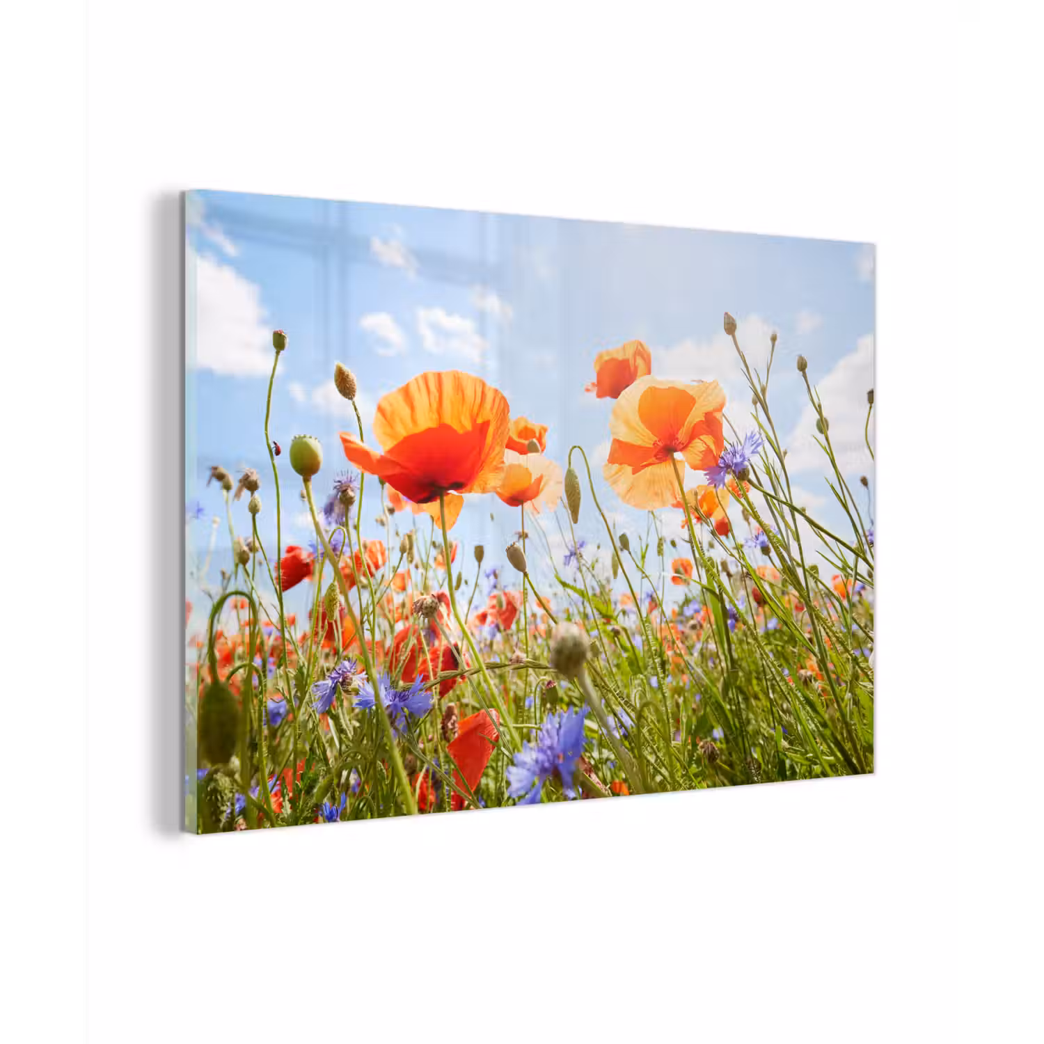 Bloemen - Klaproos - Lente - Natuur - Rood - Blauw plexiglas 5mm klein -zzzproduct_nieuw