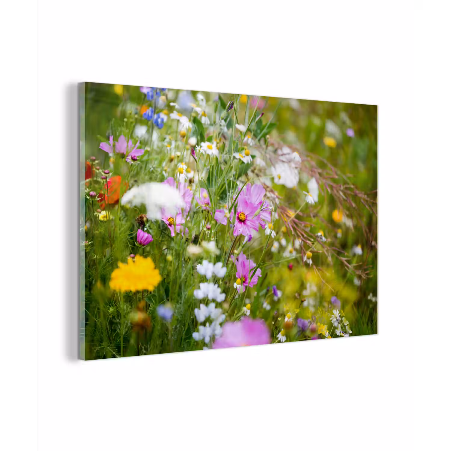Bloemen - Natuur - Groen - Gras - Paars - Wit plexiglas 5mm klein -zzzproduct_nieuw