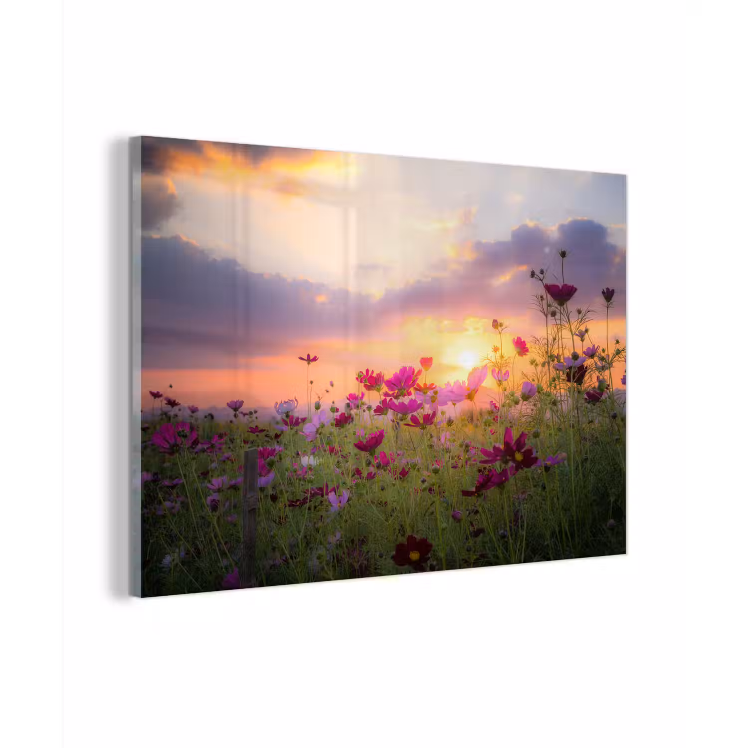 Bloemen - Roze - Zonsondergang - Natuur - Weide - Horizon plexiglas 5mm klein -zzzproduct_nieuw