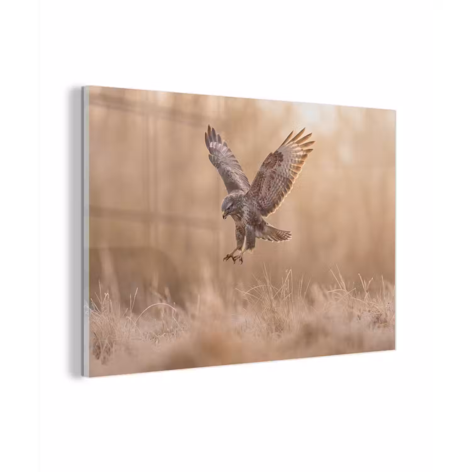 Buizerd - Roofvogel - Natuur - Bruin plexiglas 5mm klein -zzzproduct_nieuw