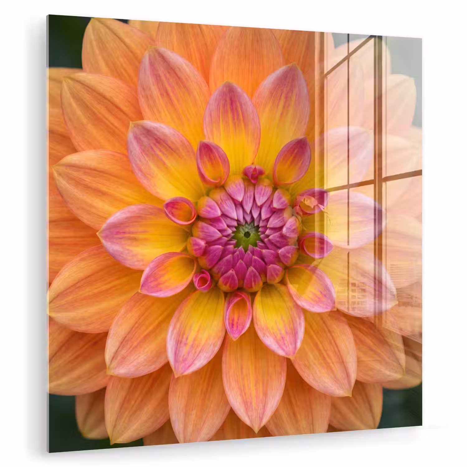 Dahlia - Bloem - Oranje plexiglas 5mm klein -zzzproduct_nieuw