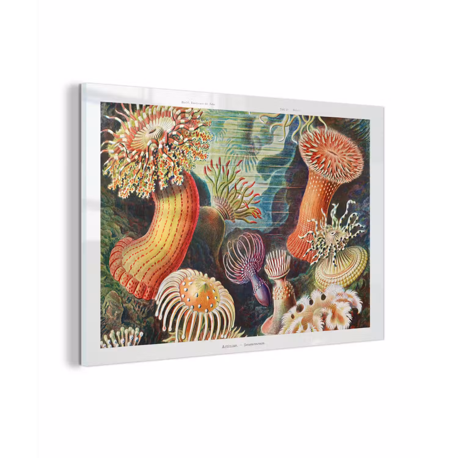 Ernst Haeckel - Anemoon - Retro - Natuur - Planten - Zee plexiglas 5mm klein -sfeer1