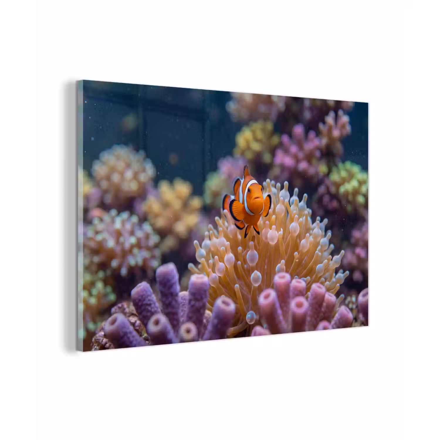 Vis - Koraal - Onderwater - Oranje - Dieren plexiglas 5mm klein -zzzproduct_nieuw