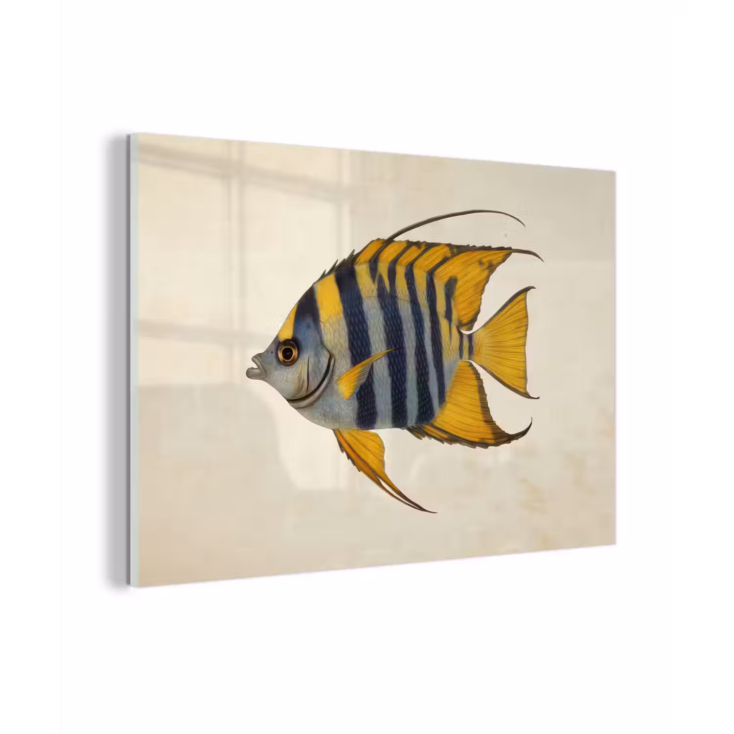 Vis - Sierlijk - Vinnen - Illustratie plexiglas 5mm klein -zzzproduct_nieuw