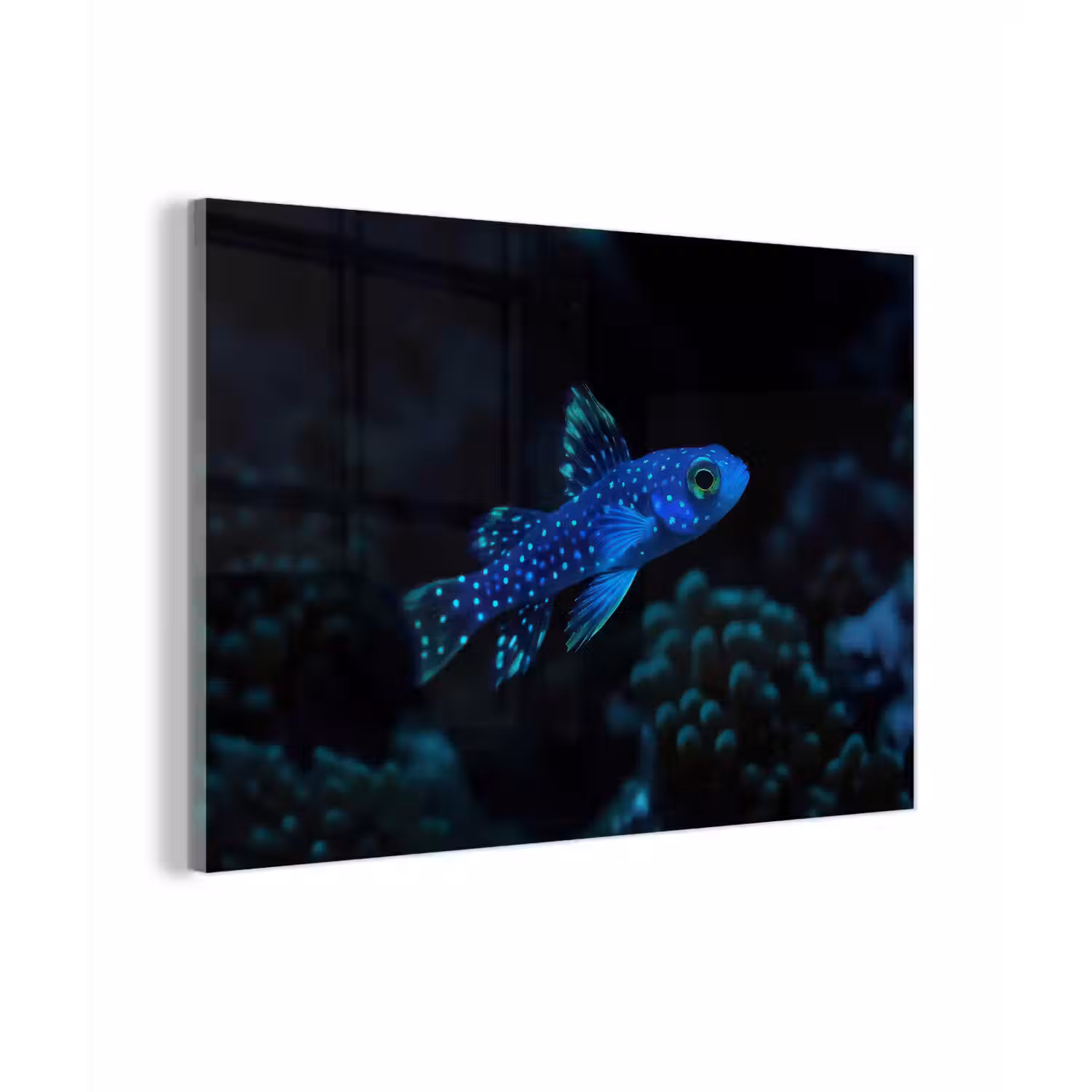 Vis - Stippen - Koraal - Blauw plexiglas 5mm klein -zzzproduct_nieuw