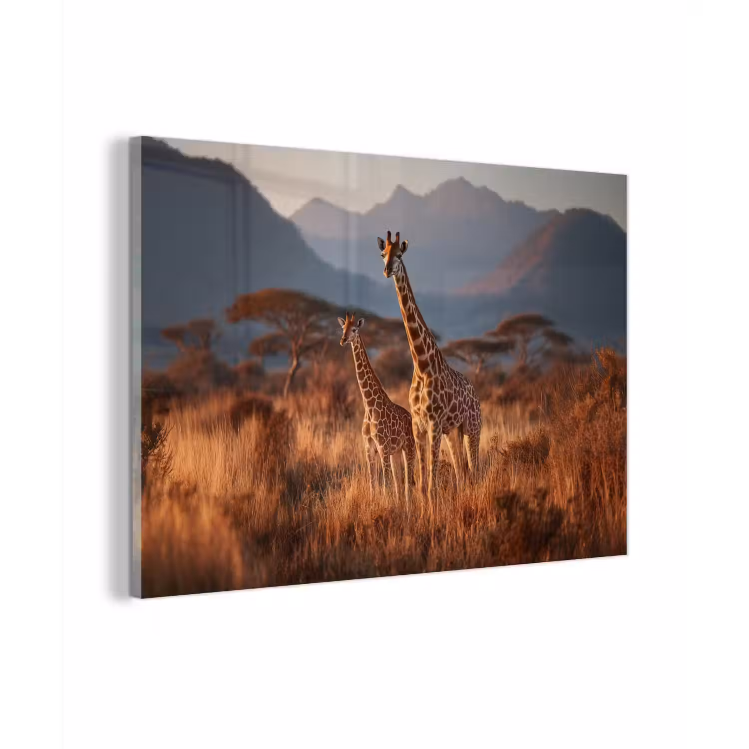 Giraffen - Hoog gras - Acaciabomen plexiglas 5mm klein -zzzproduct_nieuw