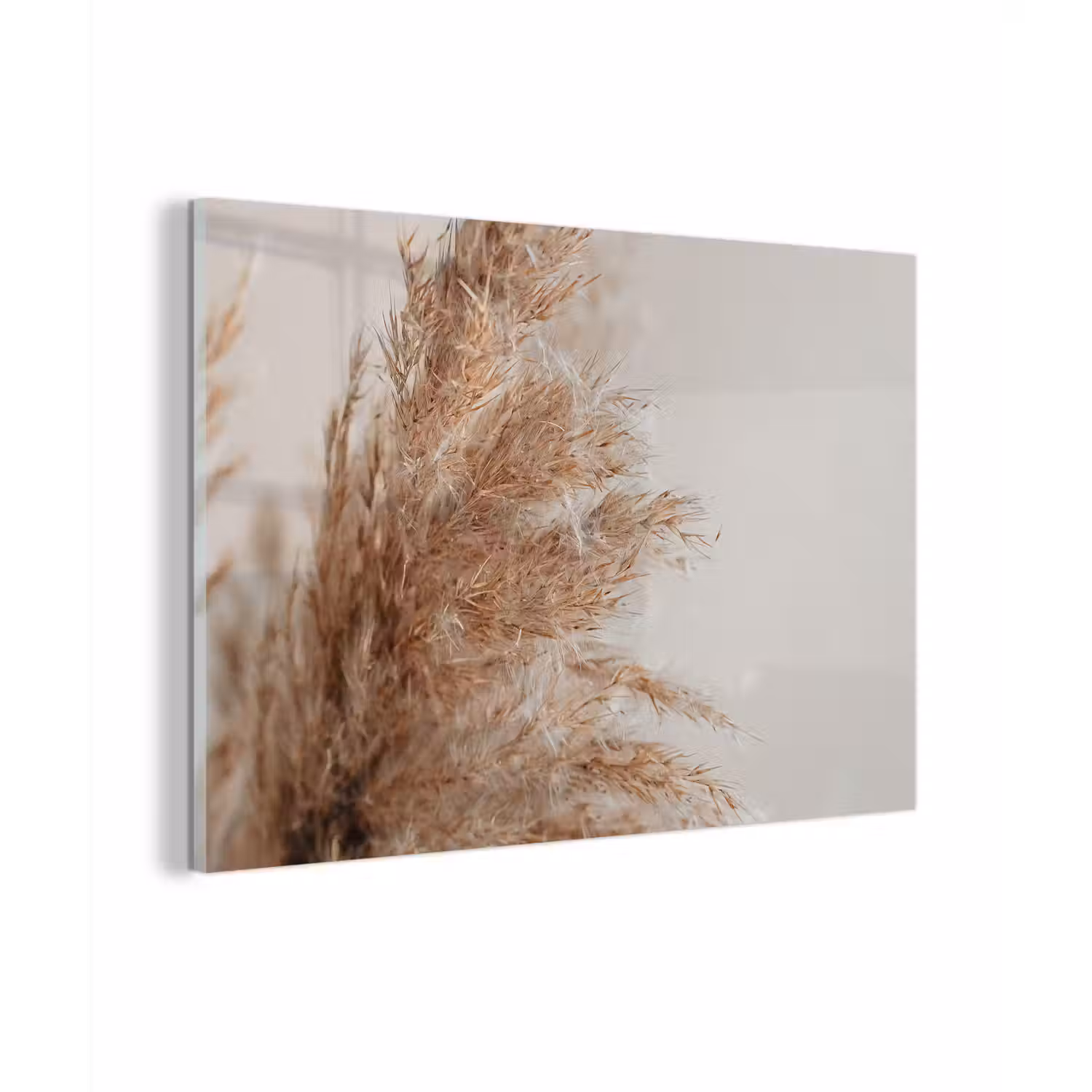 Gras - Planten - Natuur - Pampasgras plexiglas 5mm klein -sfeer1