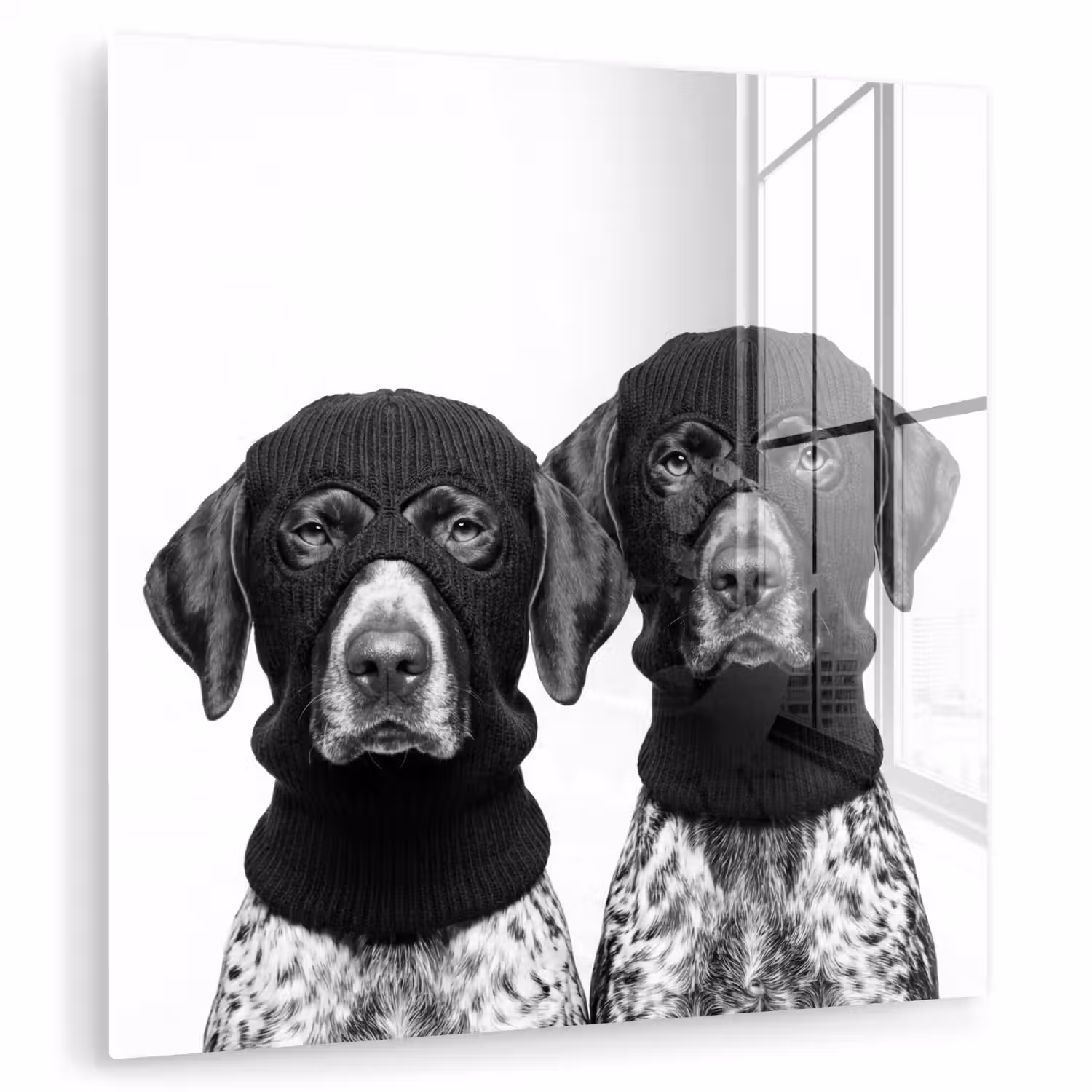 Honden - Bivakmuts - Zwart - wit plexiglas 5mm klein -zzzproduct_nieuw