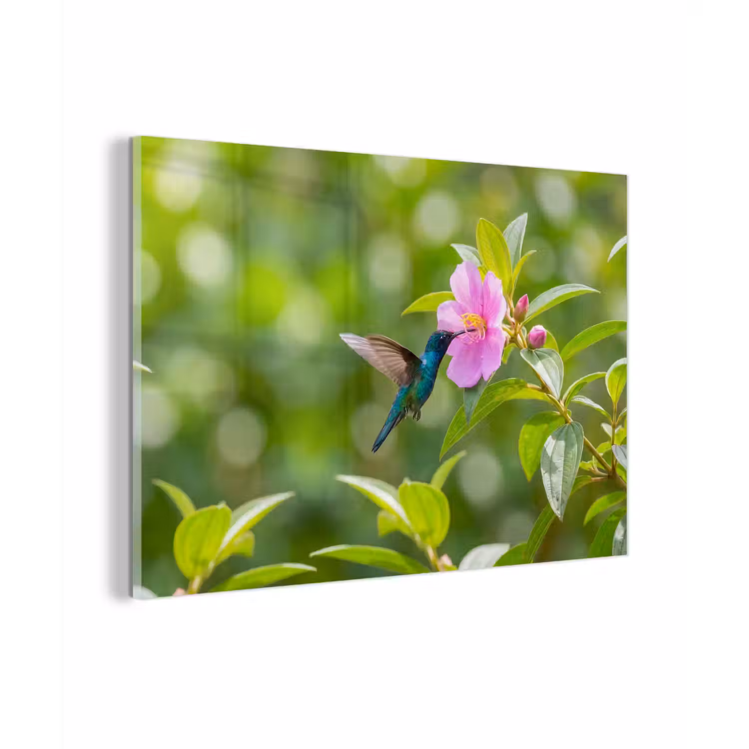 Kolibrie - Bloem - Natuur - Groen plexiglas 5mm klein -zzzproduct_nieuw