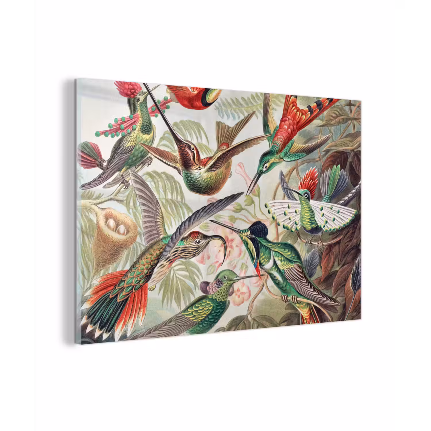 Kolibrie - Vintage - Ernst Haeckel - Vogel - Kunst - Natuur plexiglas 5mm klein -sfeer1