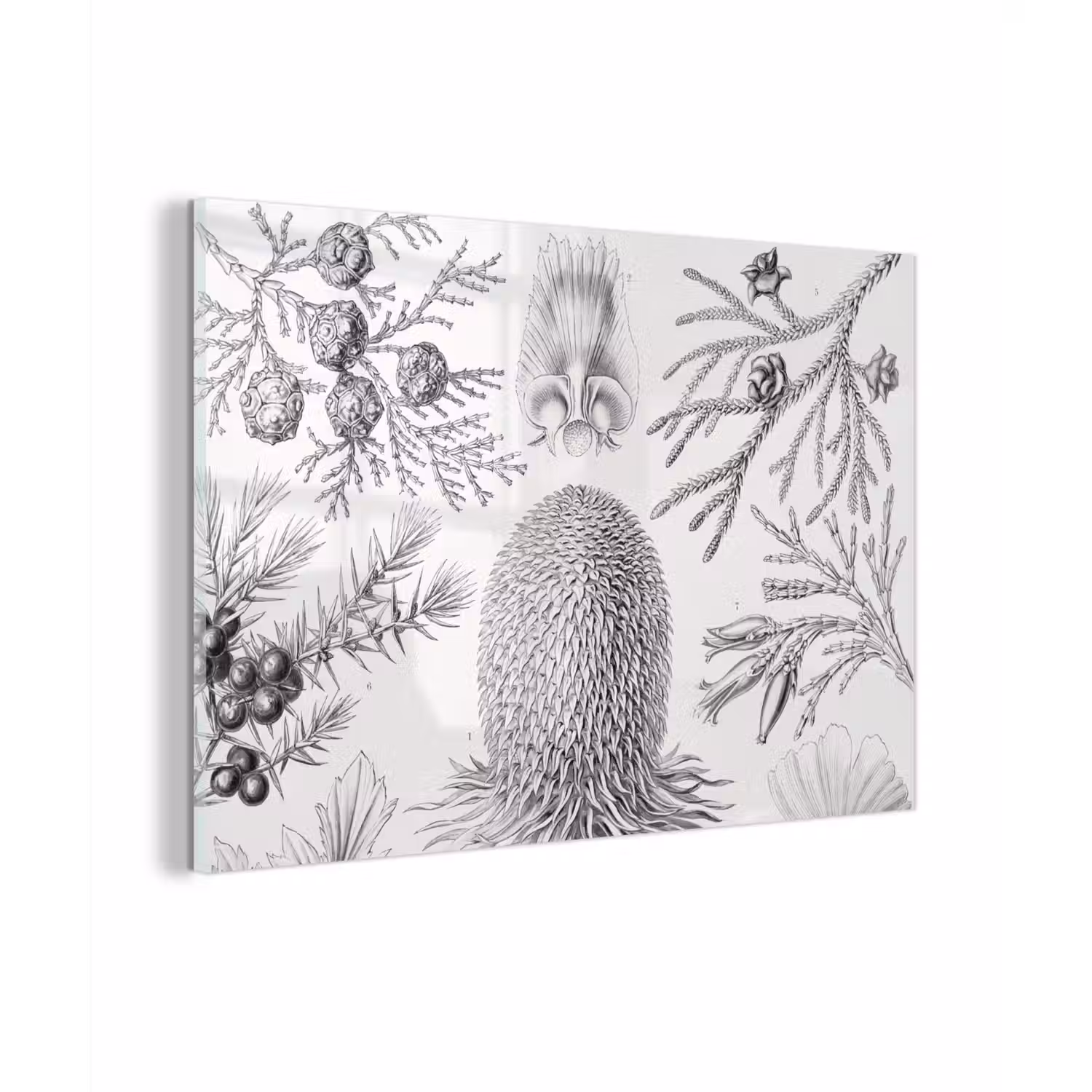 Coniferen - Ernst Haeckel - Kunst - Retro - Illustratie - Natuur plexiglas 5mm klein -sfeer1