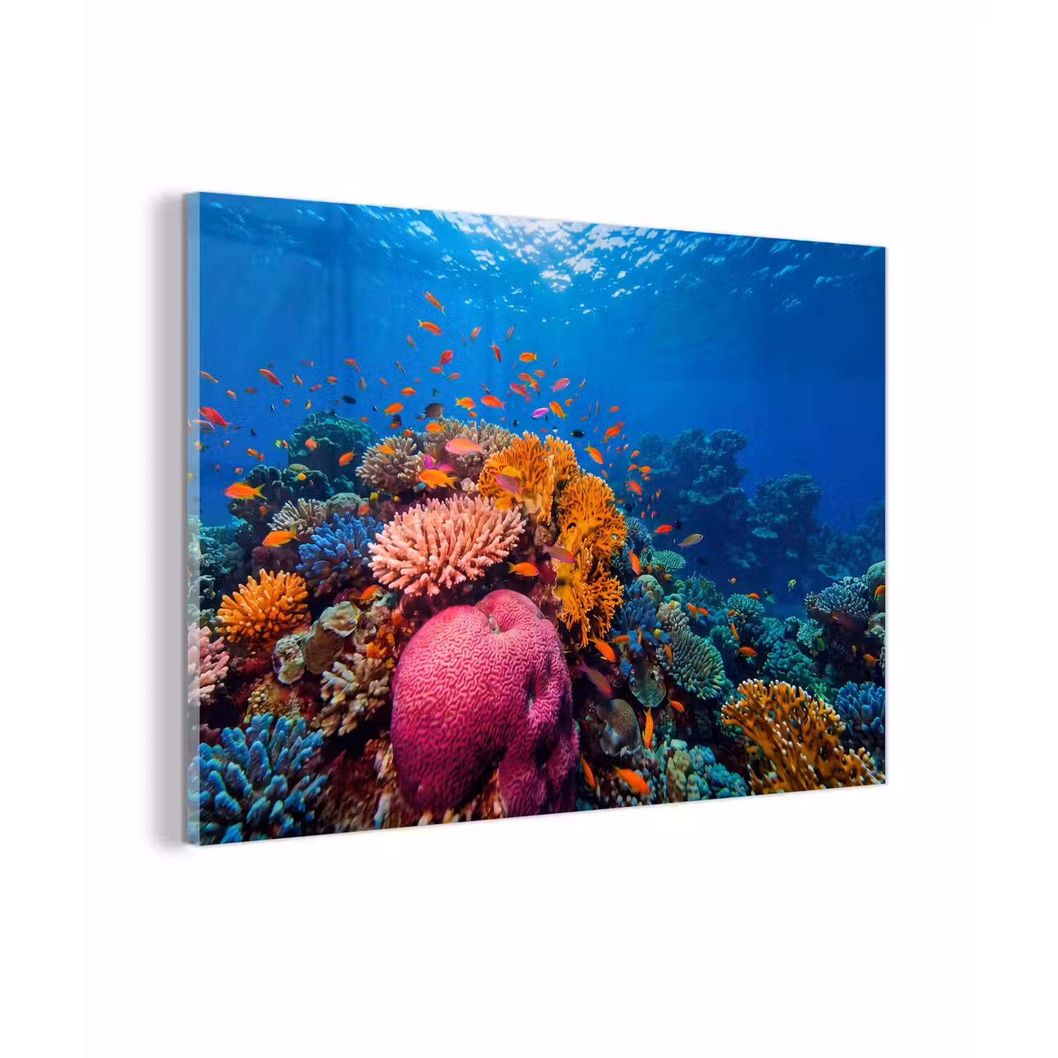Koraal - Vissen - Oceaan - Natuur - Kleurrijk plexiglas 5mm klein -zzzproduct_nieuw