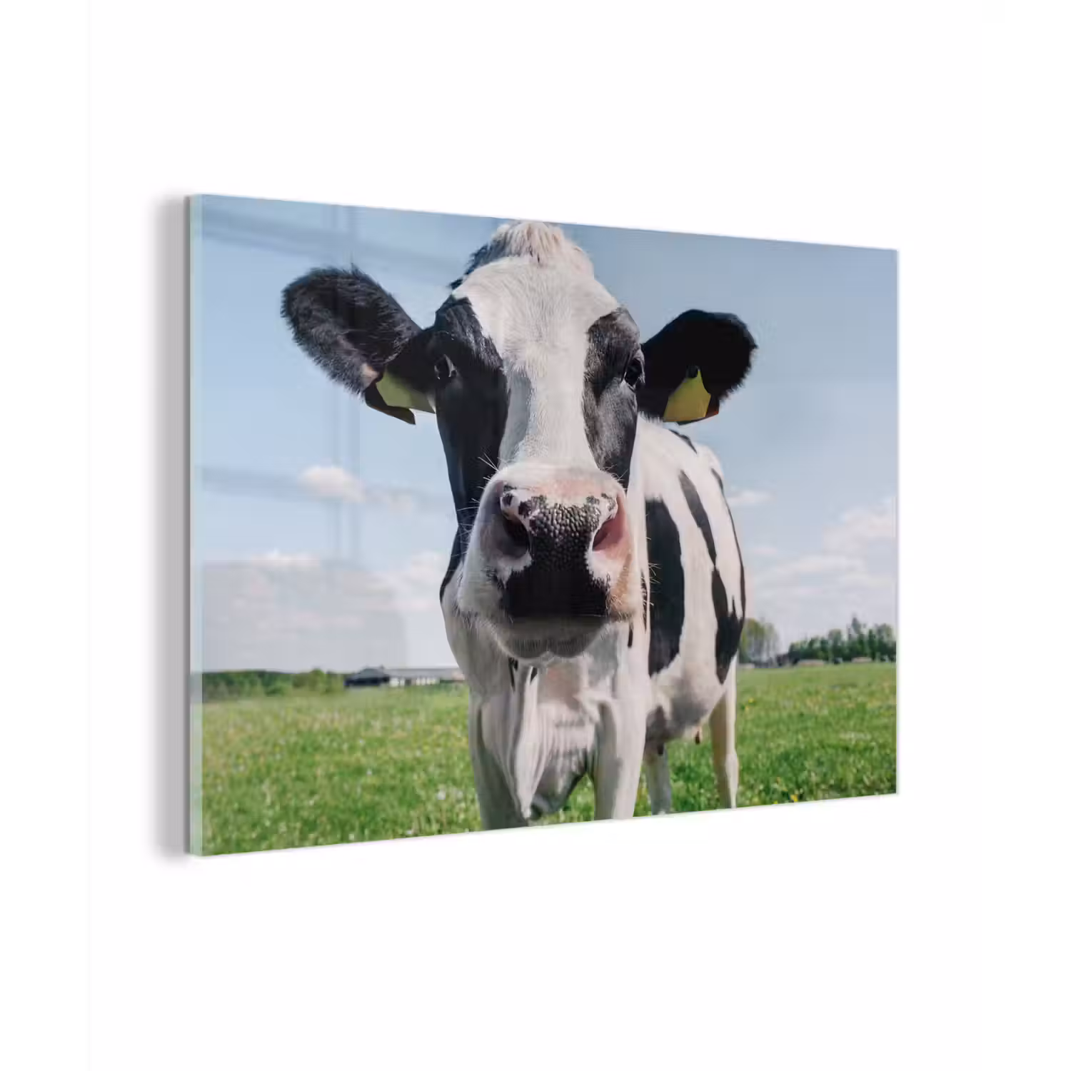Koe - Weiland - Natuur - Dieren - Gras plexiglas 5mm klein -sfeer1