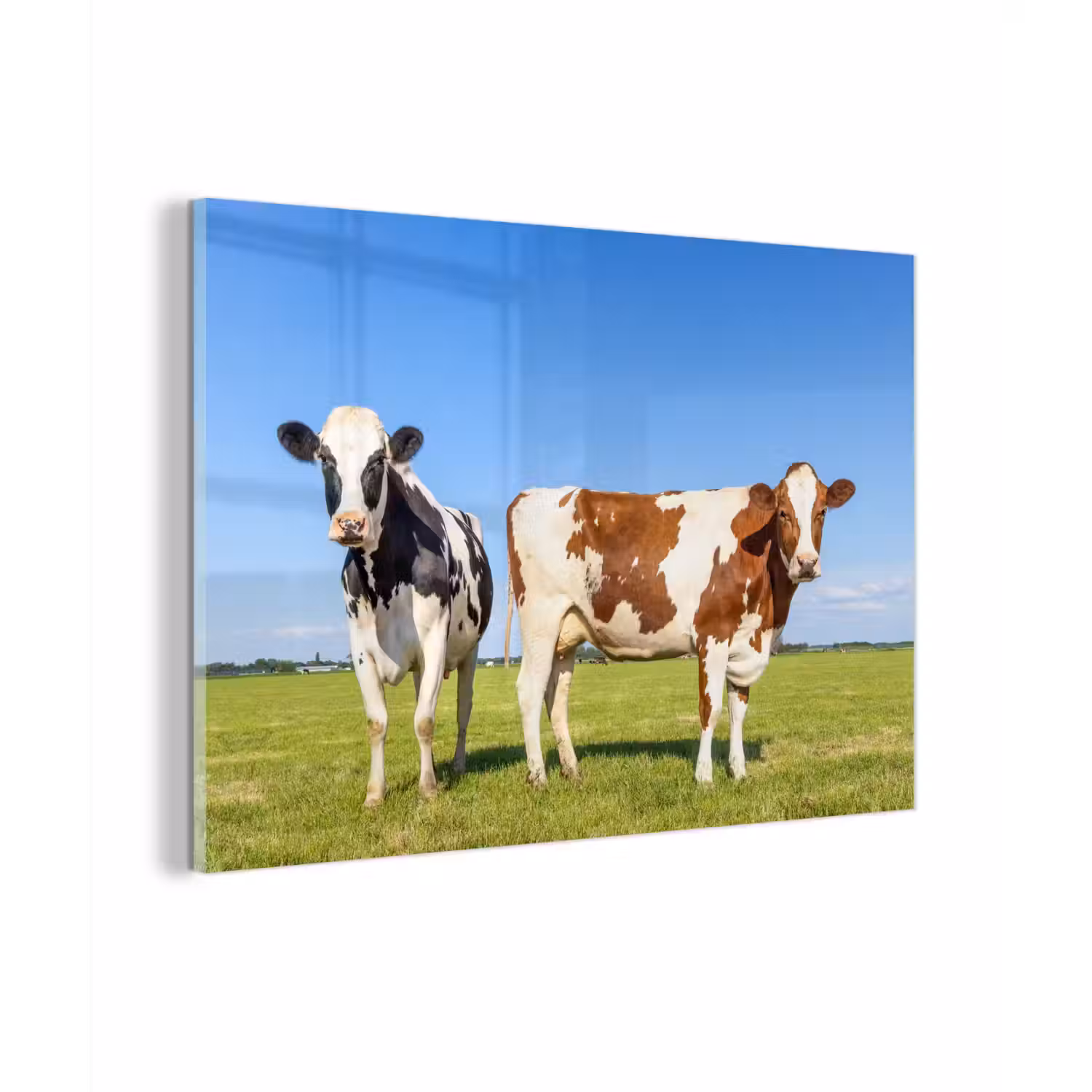 Koeien - Boerderij - Gras- Natuur - Dieren plexiglas 5mm klein -sfeer1