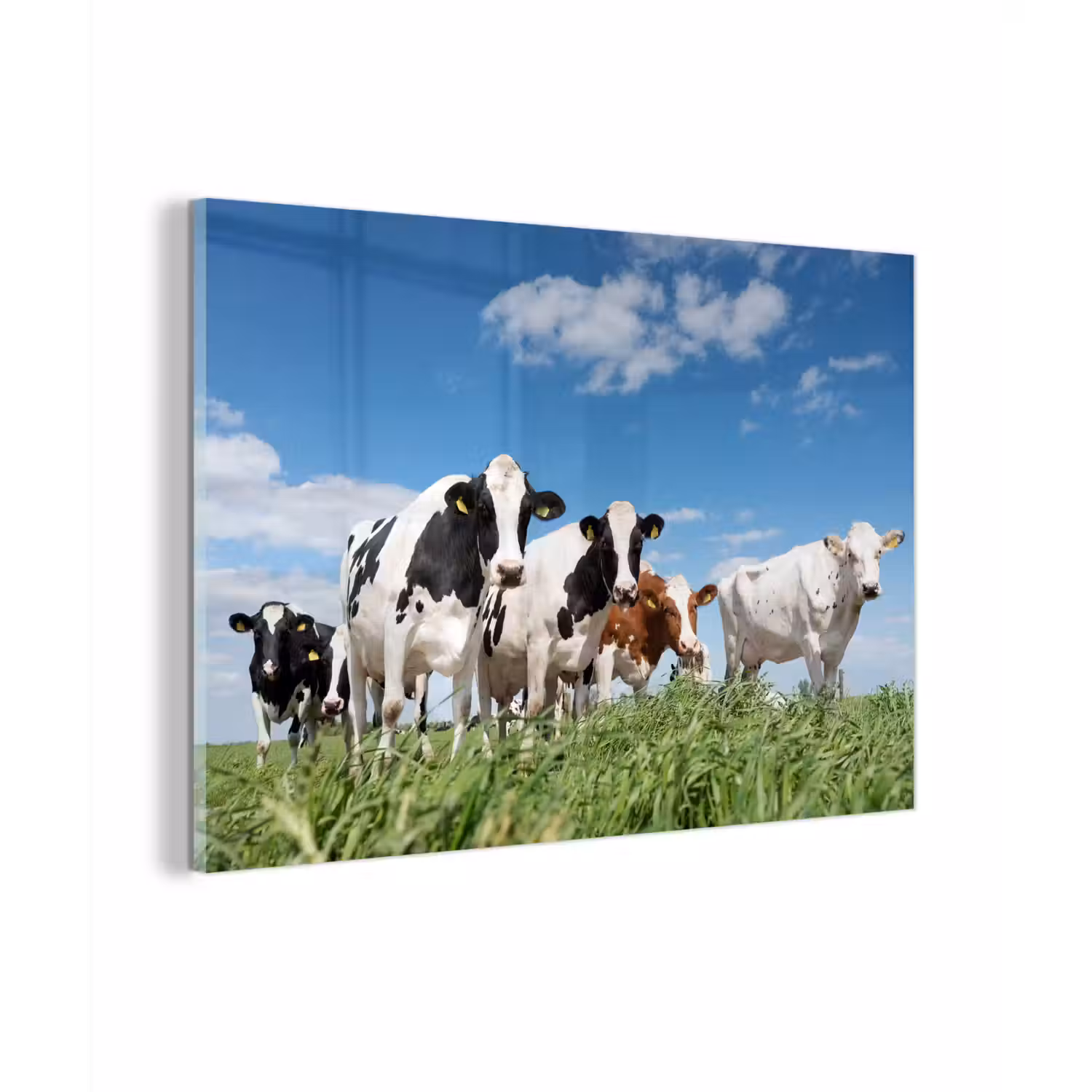 Koeien - Platteland - Weiland - Natuur - Dieren plexiglas 5mm klein -sfeer1