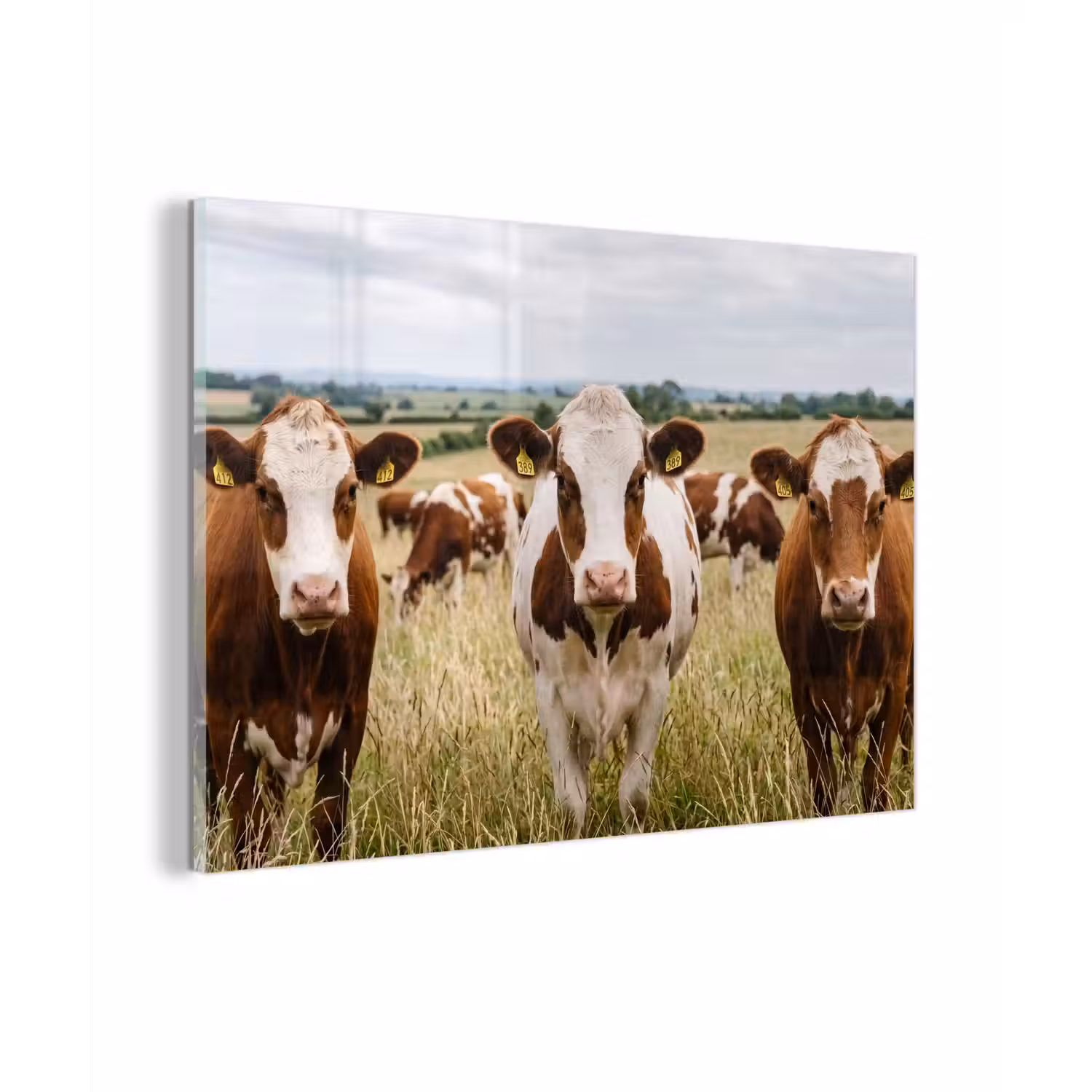 Koeien - Portret - Weide - Boerderij - Nieuwsgierig plexiglas 5mm klein -zzzproduct_nieuw
