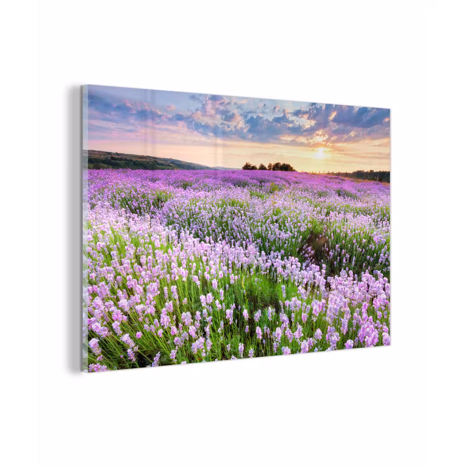 Lavendel - Bloemen - Zonsondergang - Paars - Weide plexiglas 5mm klein -zzzproduct_nieuw