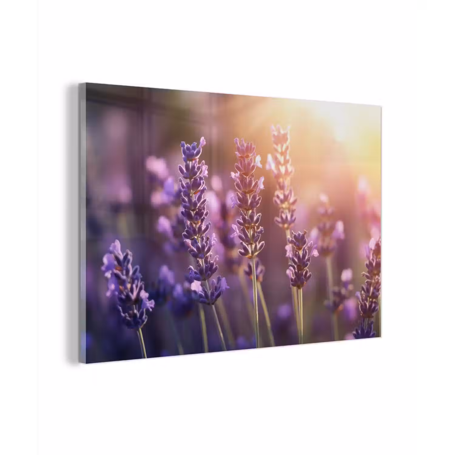 Lavendelbloemen - Paars - Zonlicht plexiglas 5mm klein -zzzproduct_nieuw