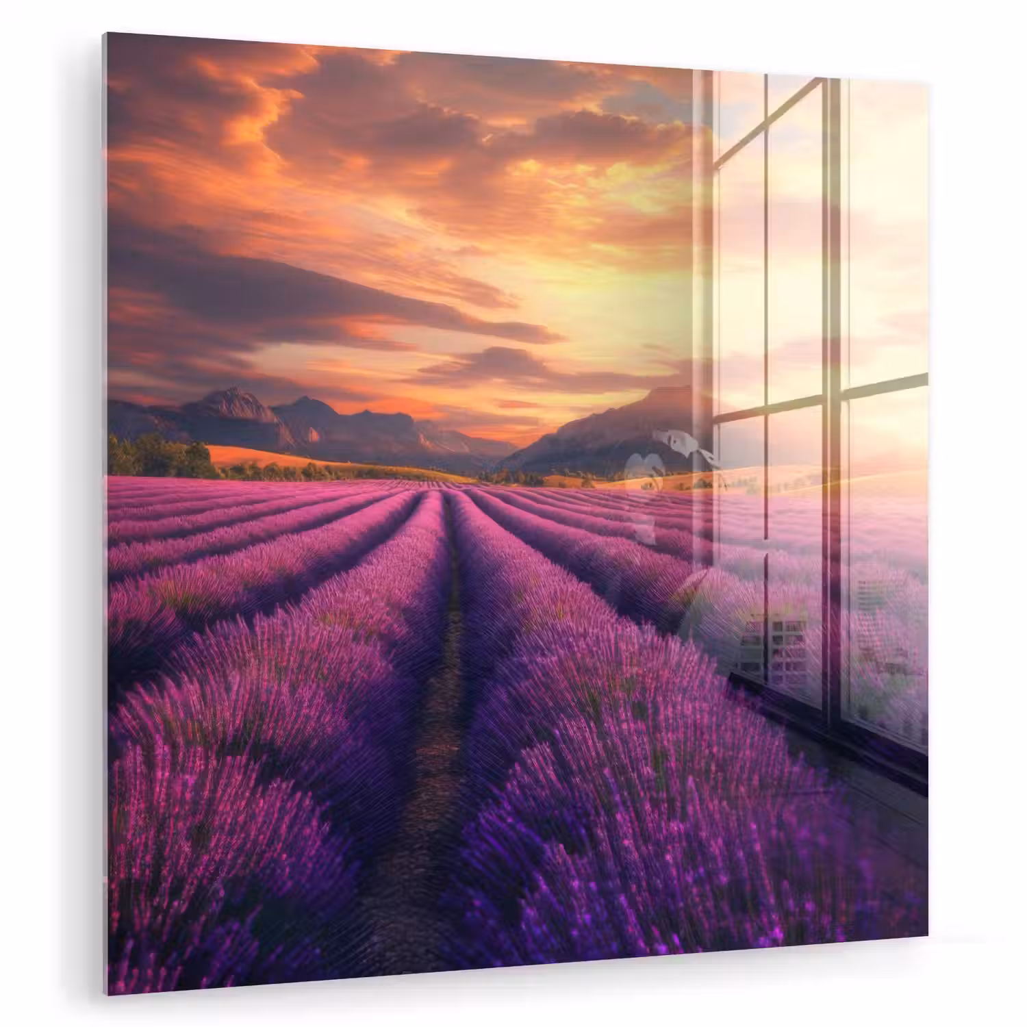 Lavendelveld - Zonsondergang - Paars plexiglas 5mm klein -zzzproduct_nieuw
