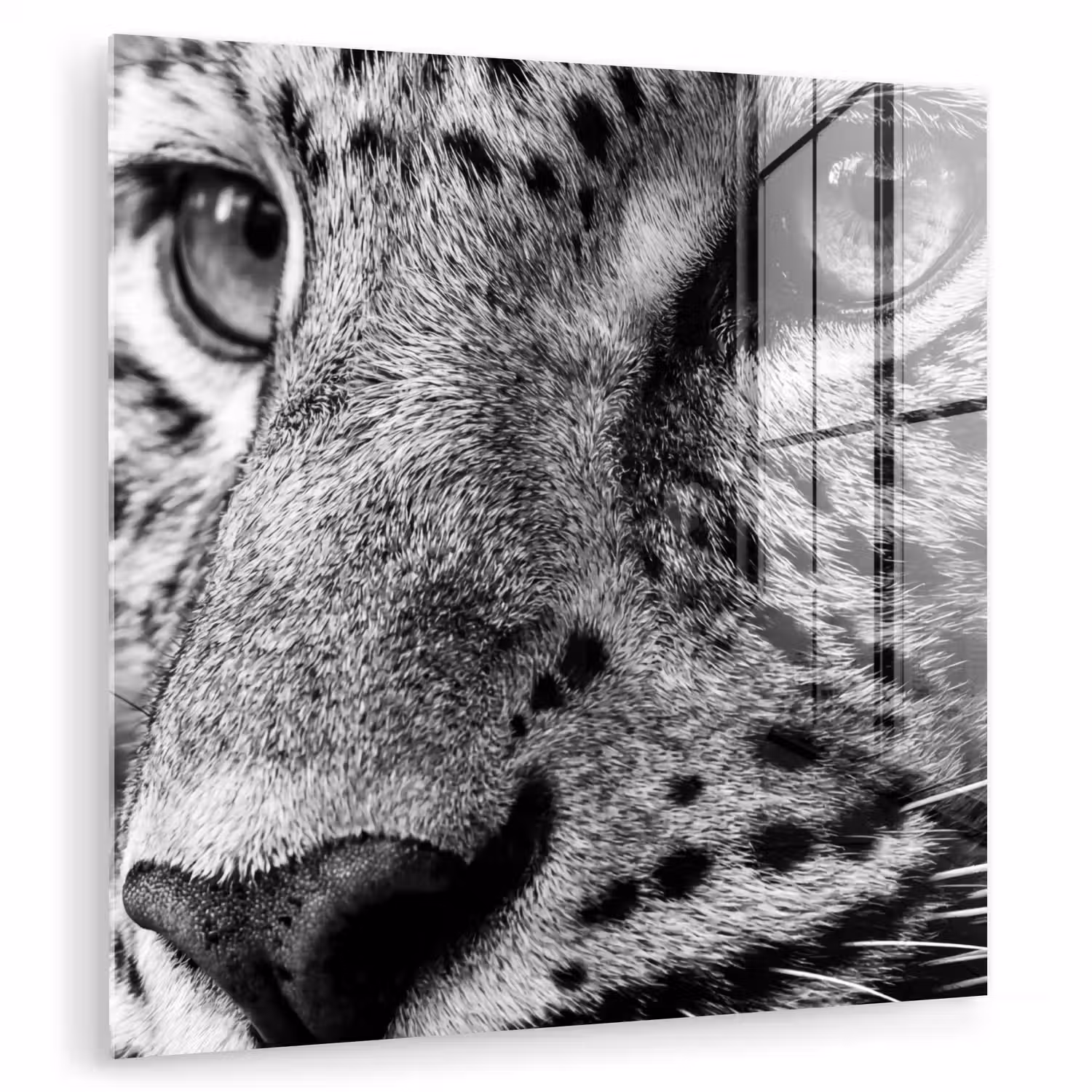 Luipaard - Zwart - Wit - Oog plexiglas 5mm klein -zzzproduct_nieuw