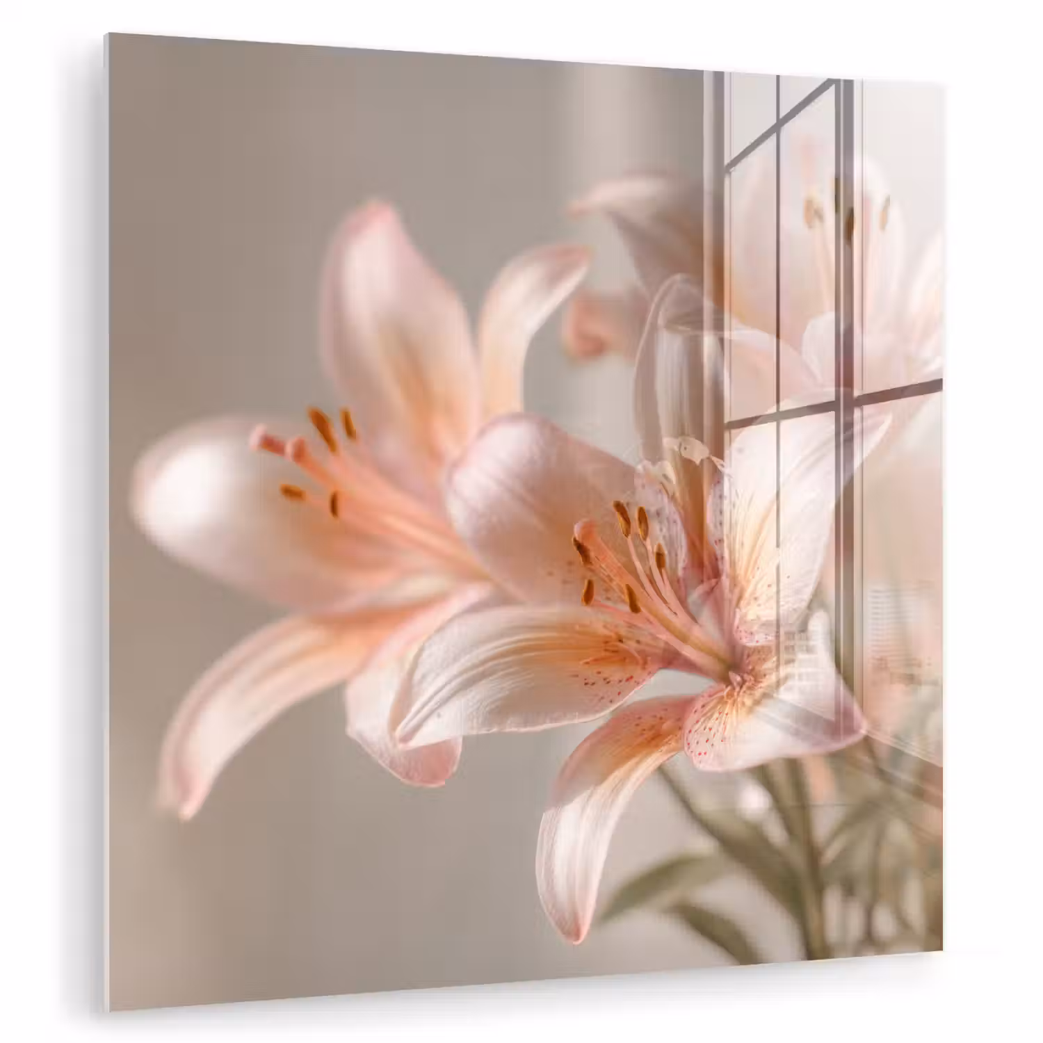 Lelies - Meeldraden - Roze - Wazig plexiglas 5mm klein -zzzproduct_nieuw