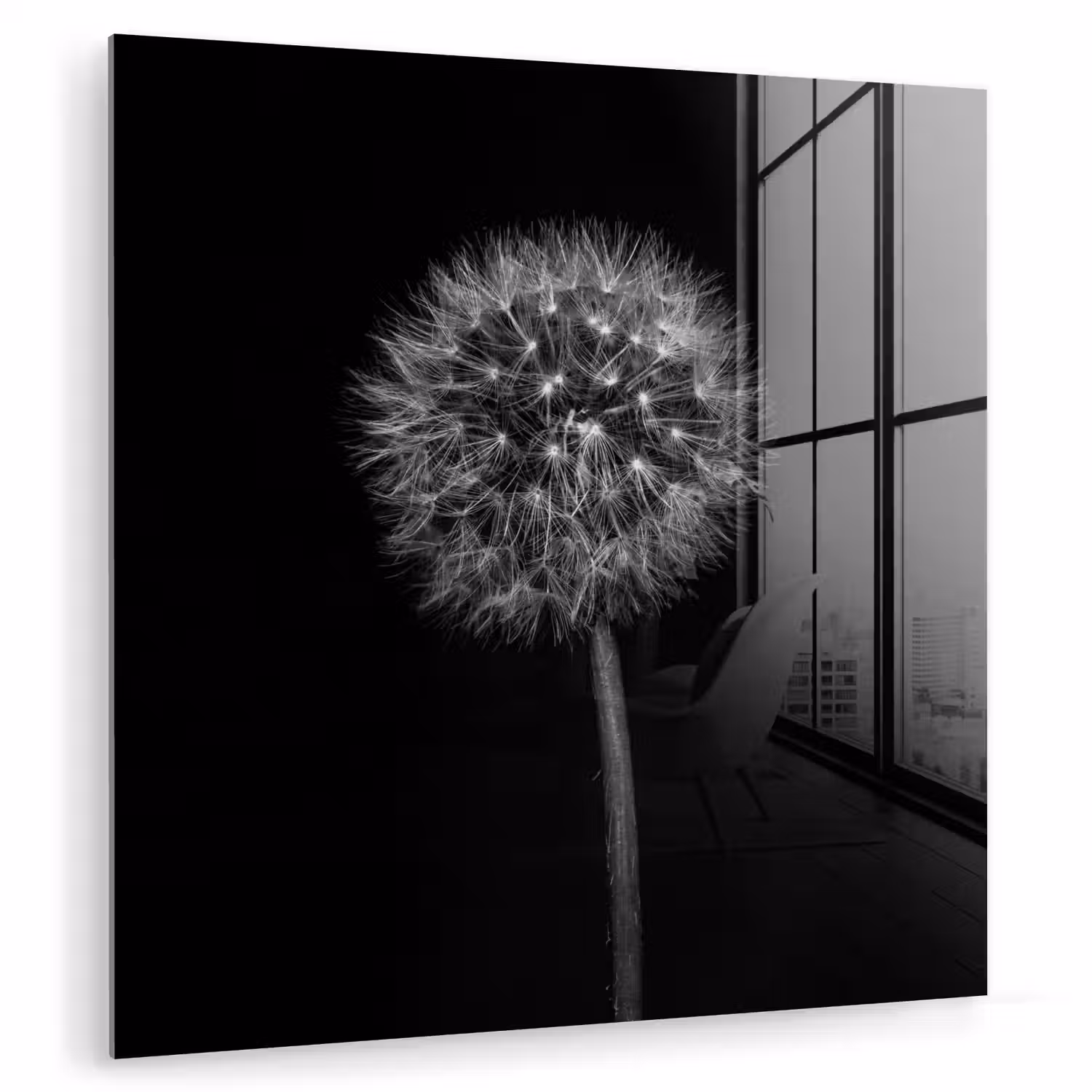 Paardenbloem - Zwart - Bloemen - Botanisch plexiglas 5mm klein -zzzproduct_nieuw