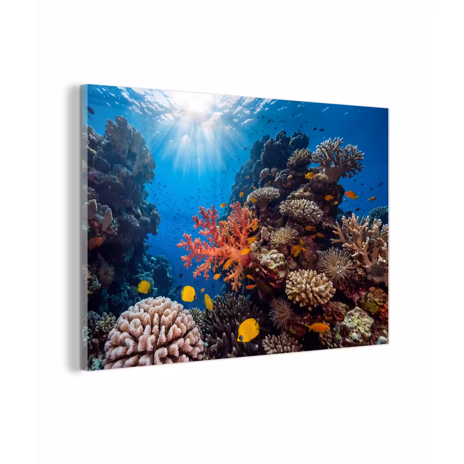 Zee - Koraalrif - Natuur - Levendig - Blauw plexiglas 5mm klein -zzzproduct_nieuw