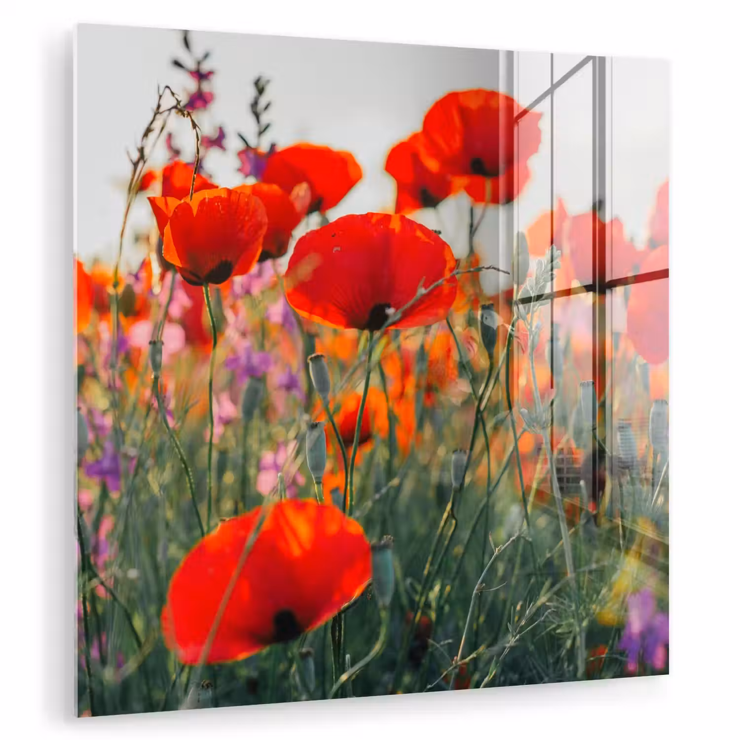 Klaproos - Bloemen - Rood - Paars - Weide plexiglas 5mm klein -zzzproduct_nieuw