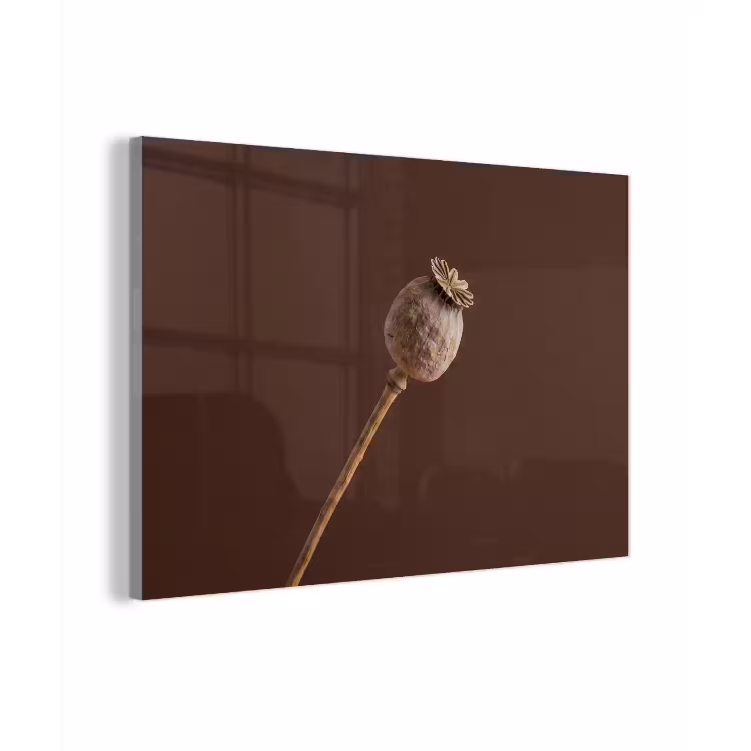 Papaverbol - Droogbloem - Bruin - Minimalistisch plexiglas 5mm klein -zzzproduct_nieuw