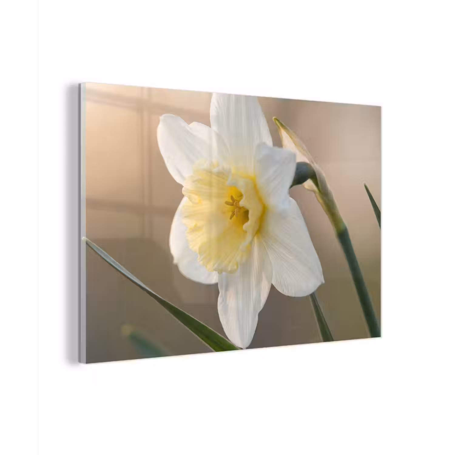 Narcis - Bloem - Minimalistisch plexiglas 5mm klein -zzzproduct_nieuw