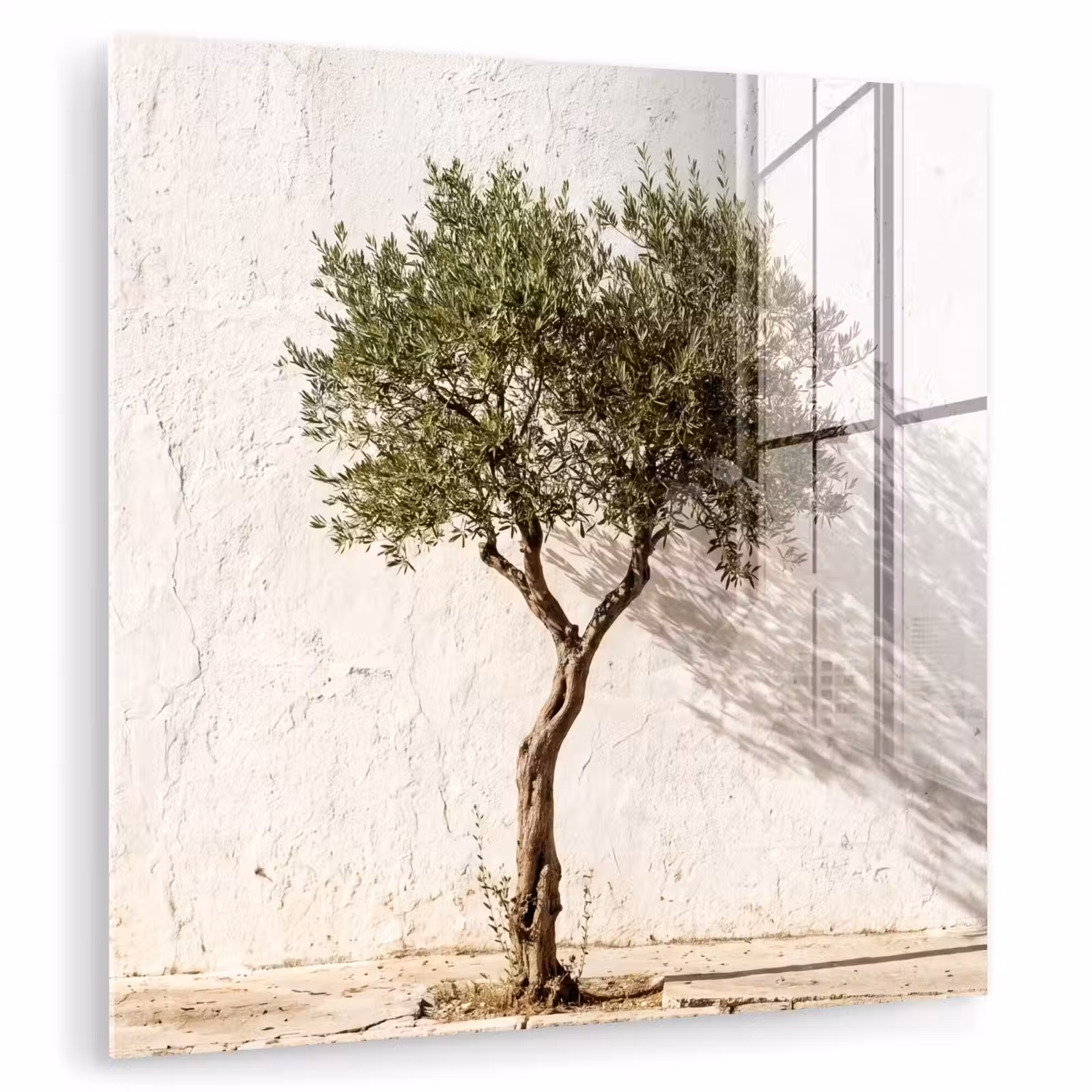 Glasbild - Olivenbaum – Wand – weiß - Olijfboom - muur - wit plexiglas 5mm klein
