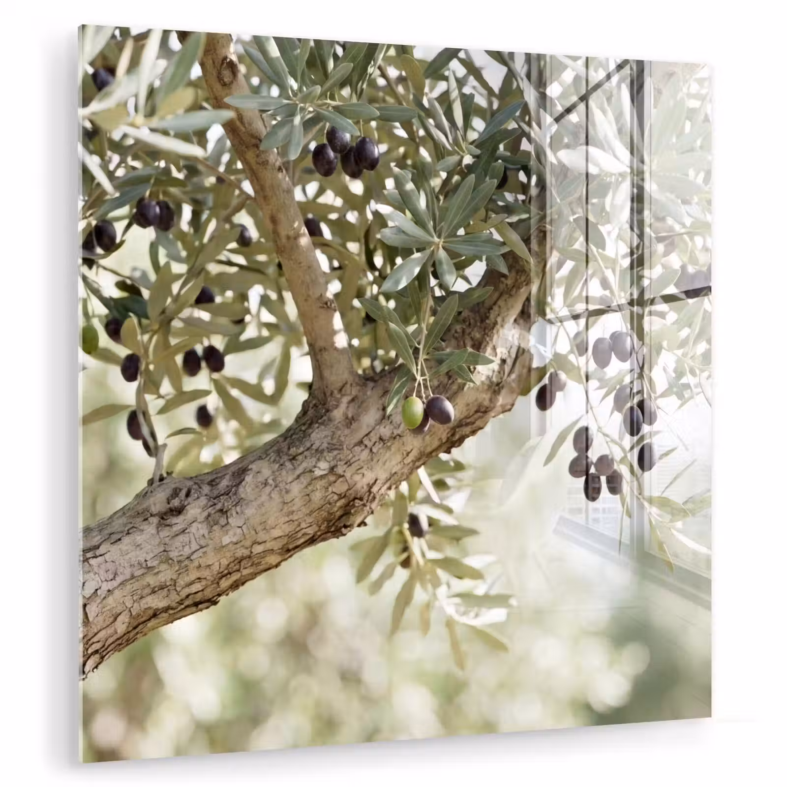 Glasbild - Olivenbaum – Zweig – grün - Olijfboom - tak - groen plexiglas 5mm klein