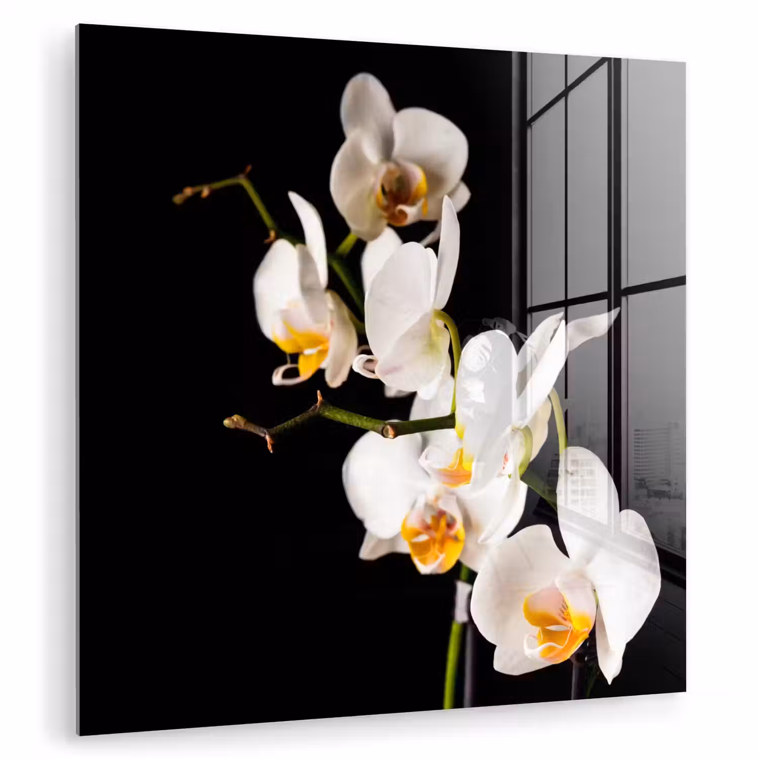 Orchidee - Bloemen - Planten - Botanisch plexiglas 5mm klein -zzzproduct_nieuw