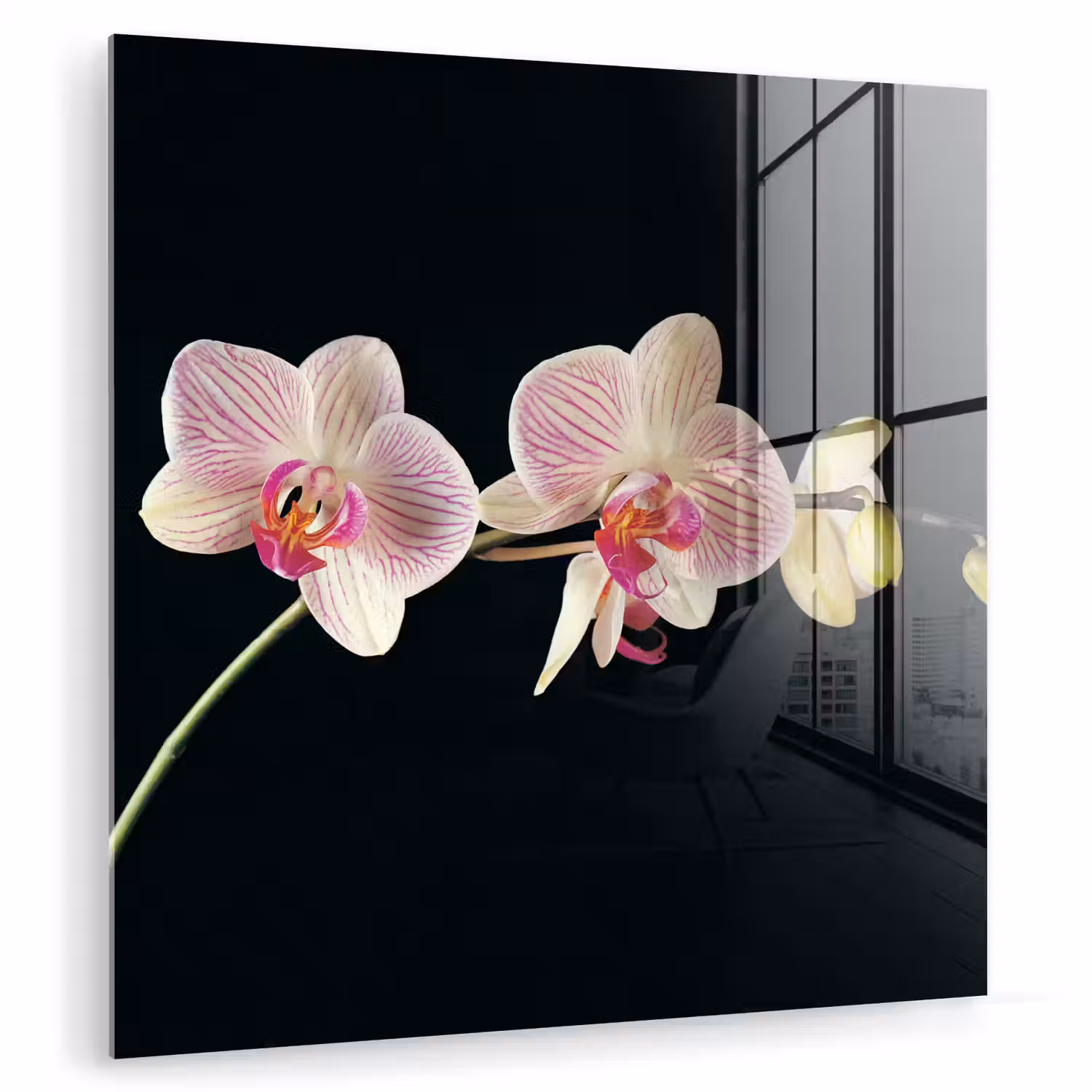 Orchidee - Bloemen - Zwart - Roze - Knoppen plexiglas 5mm klein -zzzproduct_nieuw