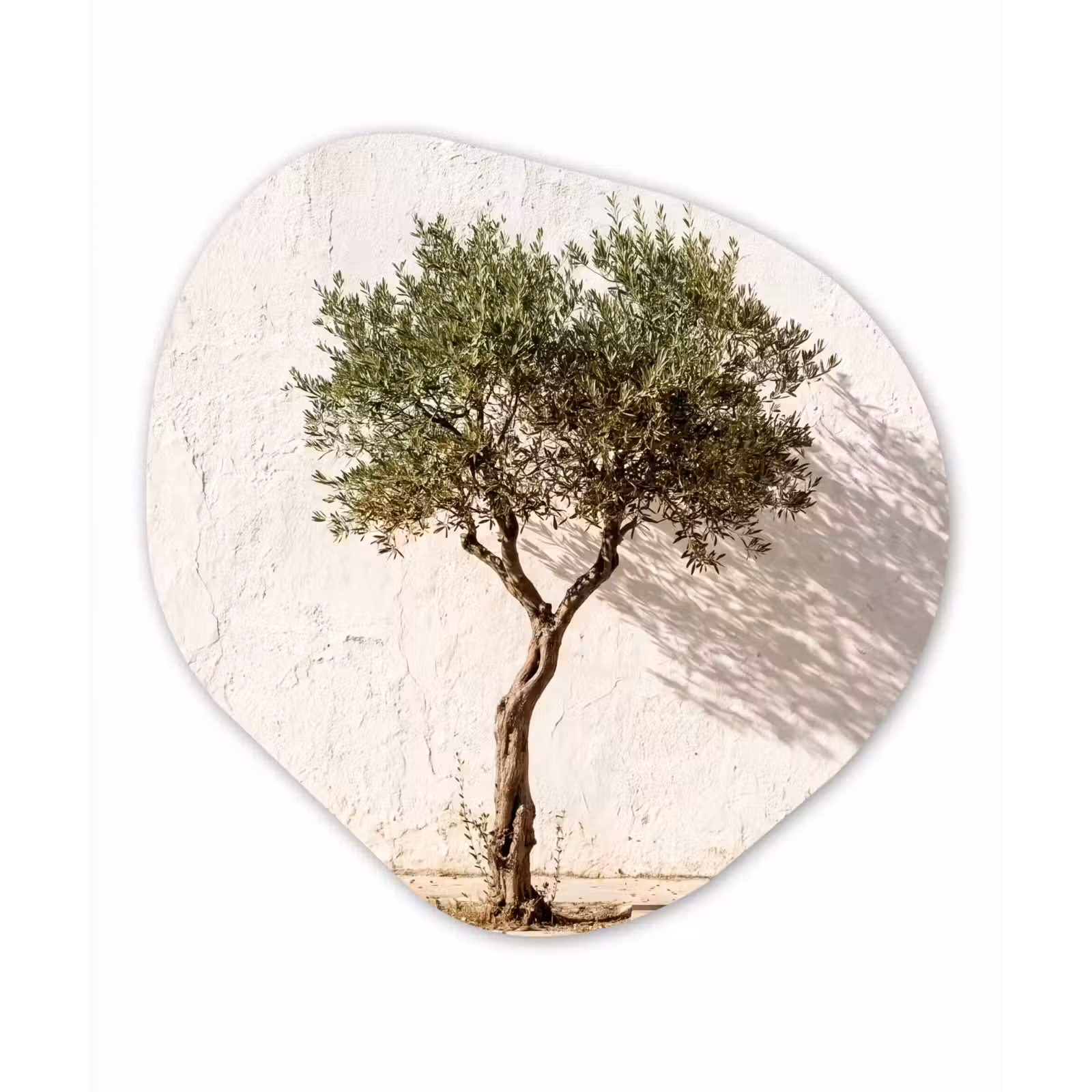 Glasbild Organische Form - Olivenbaum – Wand – weiß - Olijfboom - muur - wit Wandcirkel Organisch Plexiglas middel