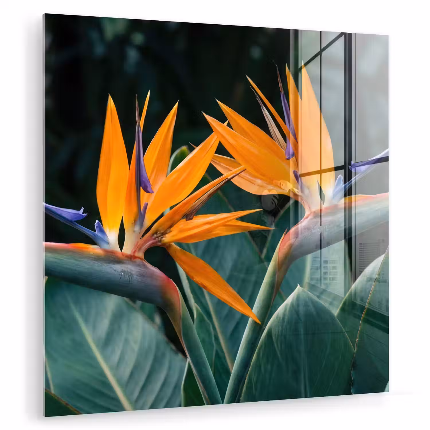 Paradijsvogel - Bloem - Exotisch plexiglas 5mm klein -zzzproduct_nieuw