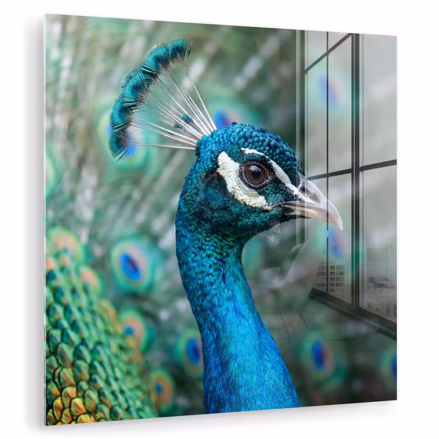 Pauw - Veren - Blauw plexiglas 5mm klein -zzzproduct_nieuw