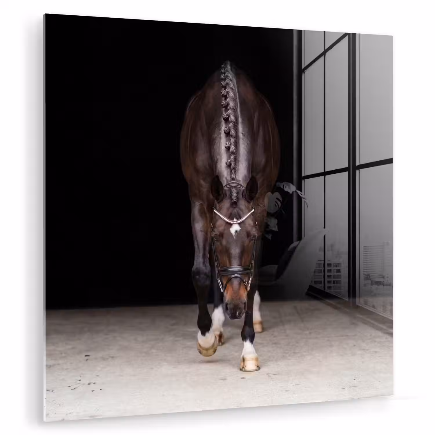 Paard - Modern - Portret plexiglas 5mm klein -zzzproduct_nieuw
