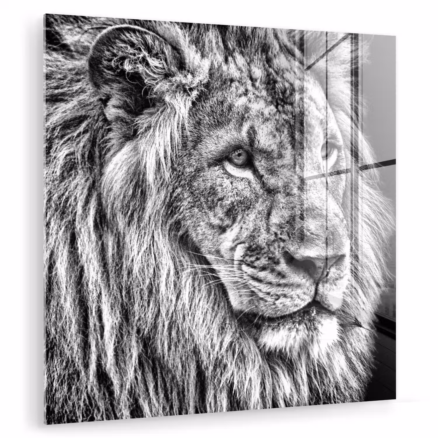 Portret - Leeuw - Zwart wit plexiglas 5mm klein -zzzproduct_nieuw