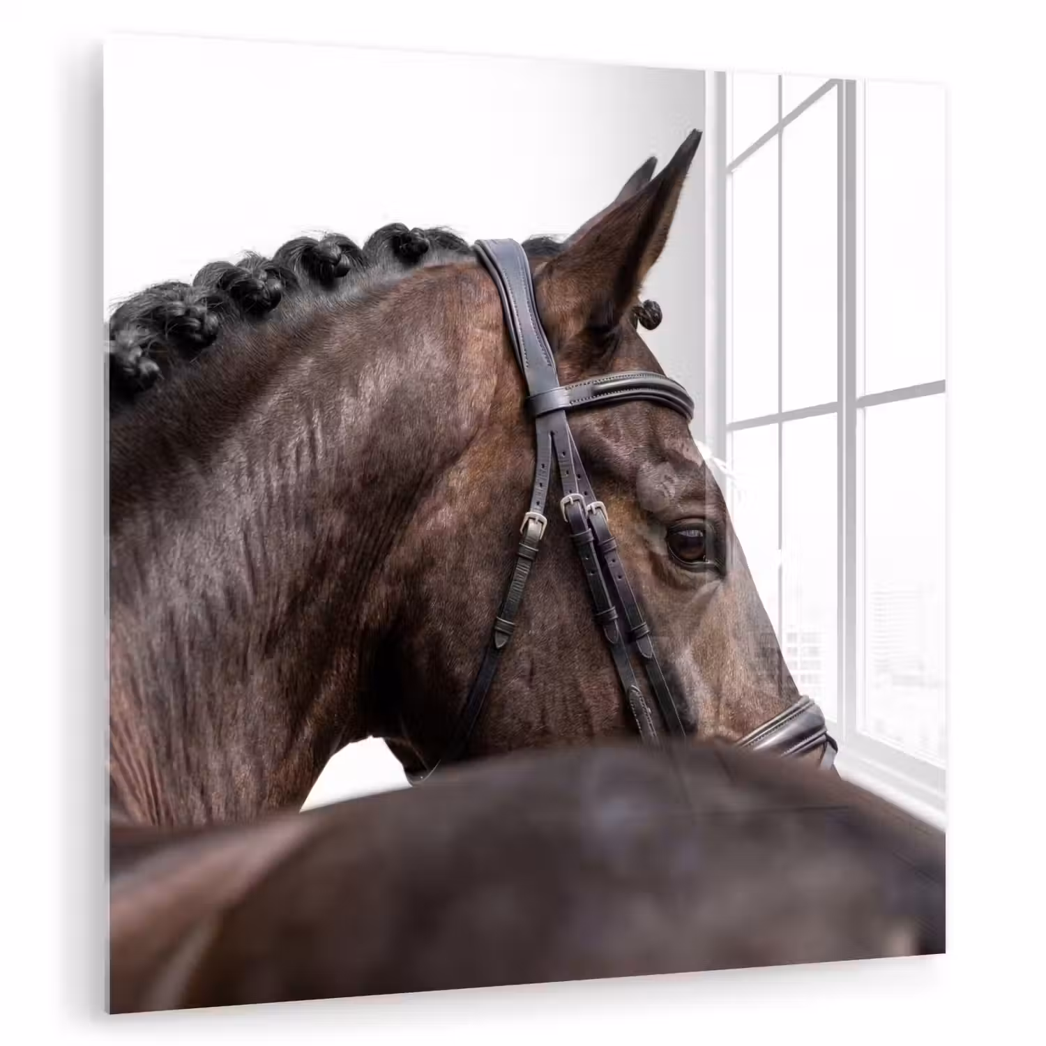 Portret - Paard - Elegant plexiglas 5mm klein -zzzproduct_nieuw