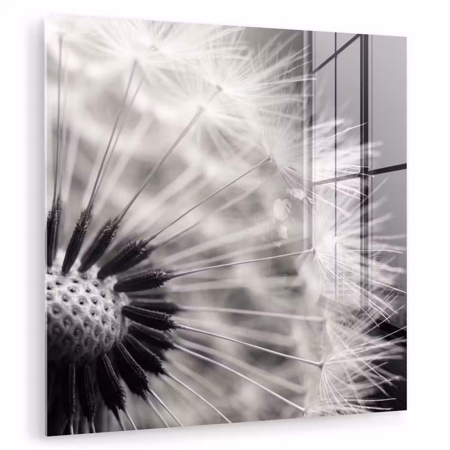 Paardenbloem - Zwart - Wit plexiglas 5mm klein -zzzproduct_nieuw