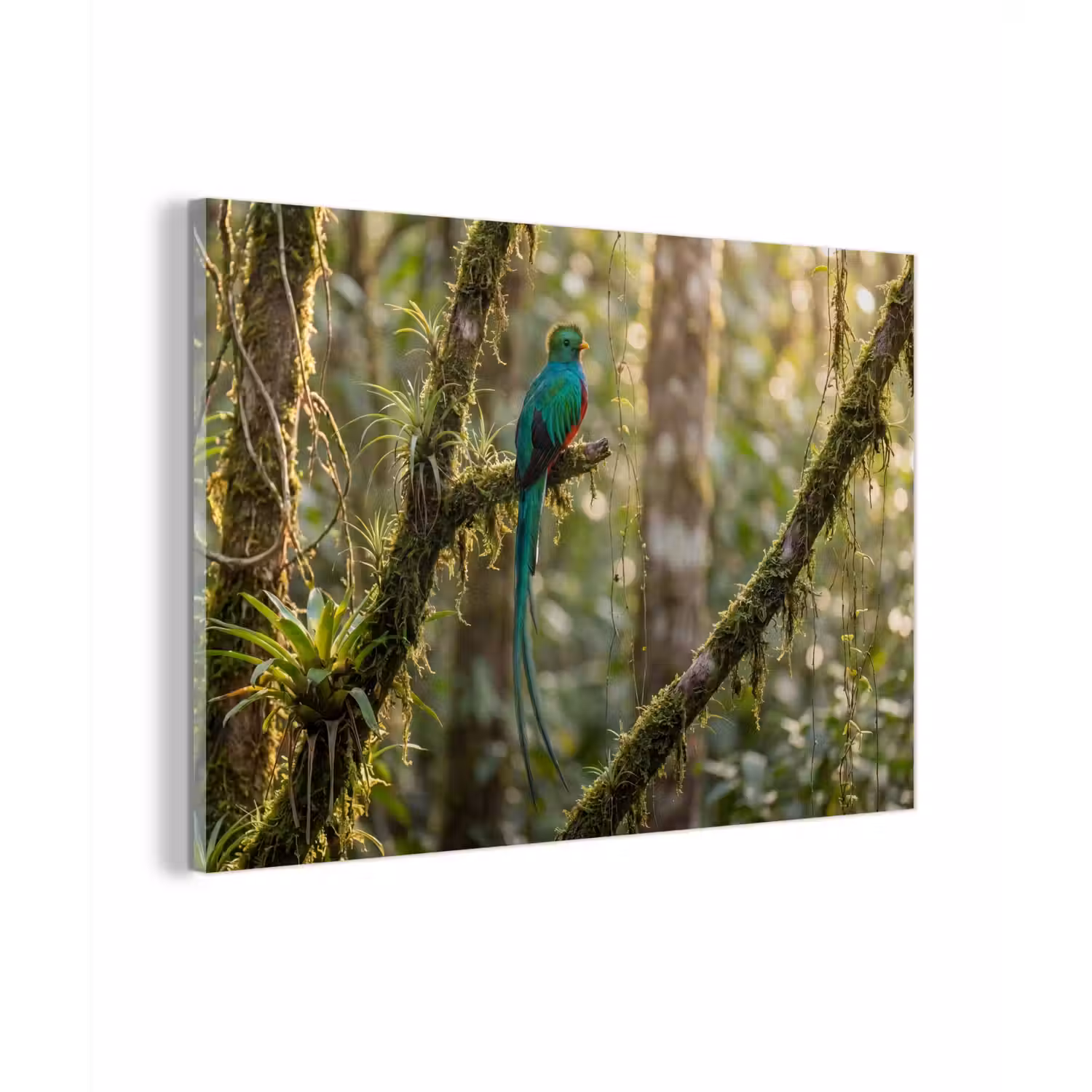 Quetzal - Jungle - Natuur - Groen plexiglas 5mm klein -zzzproduct_nieuw