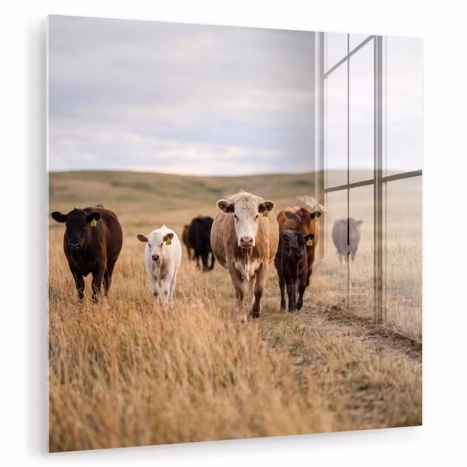 Runderen - Kudde - Landschap - Weide - Rustig plexiglas 5mm klein -zzzproduct_nieuw