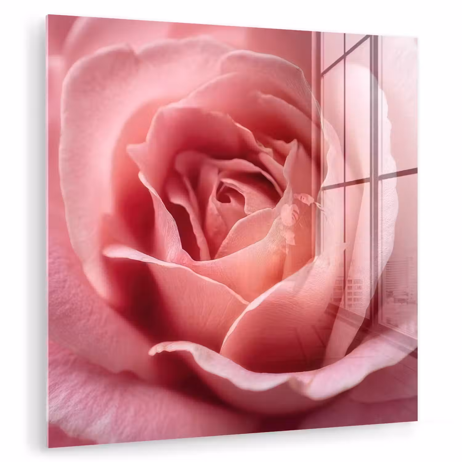 Roze - Roos - Romantisch plexiglas 5mm klein -zzzproduct_nieuw
