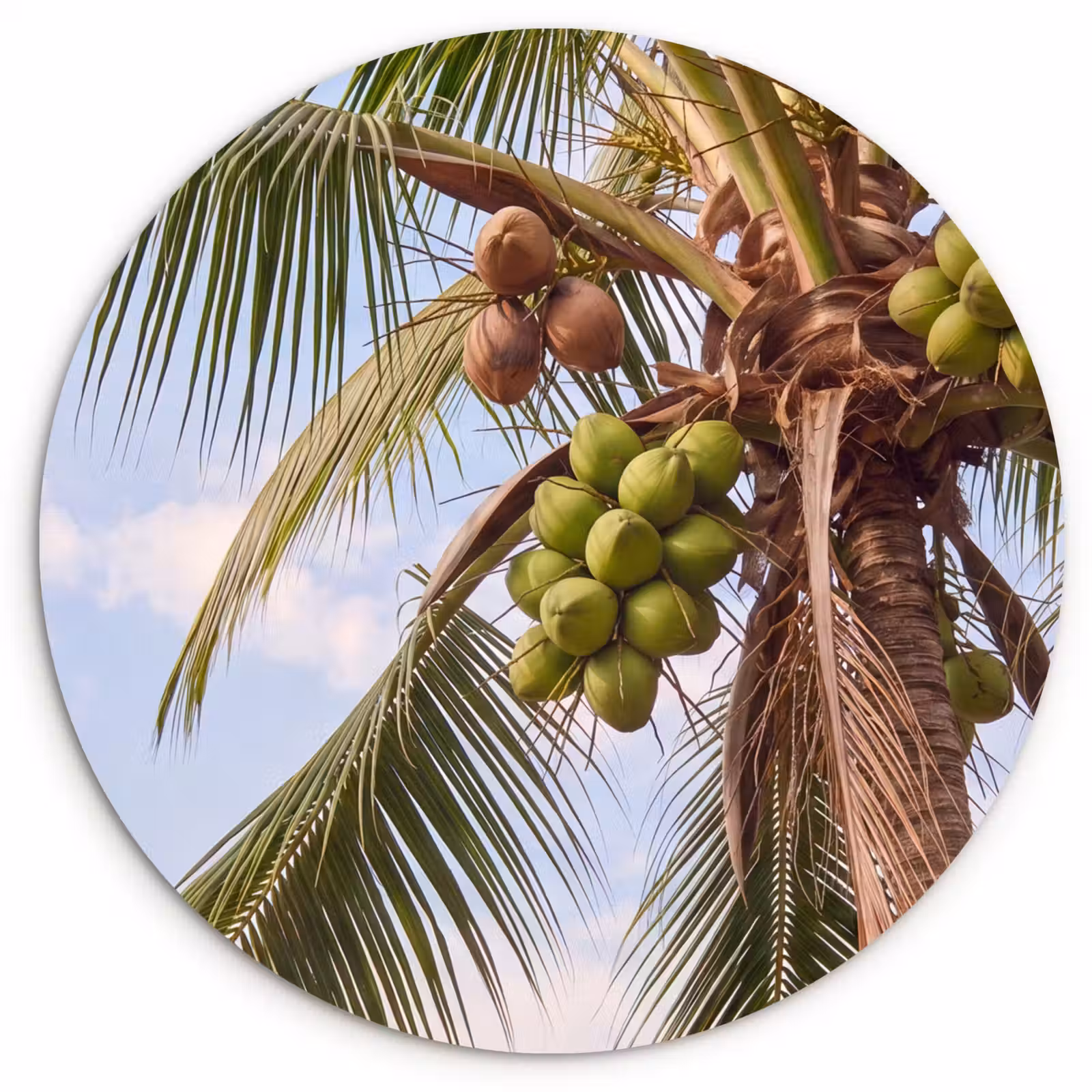 Glasbild Rund - Kokosnuss – Baum – Tropisch – Natur – Grün - Kokosnoot - Boom - Tropisch - Natuur - Groen Wandcirkel plexiglas klein