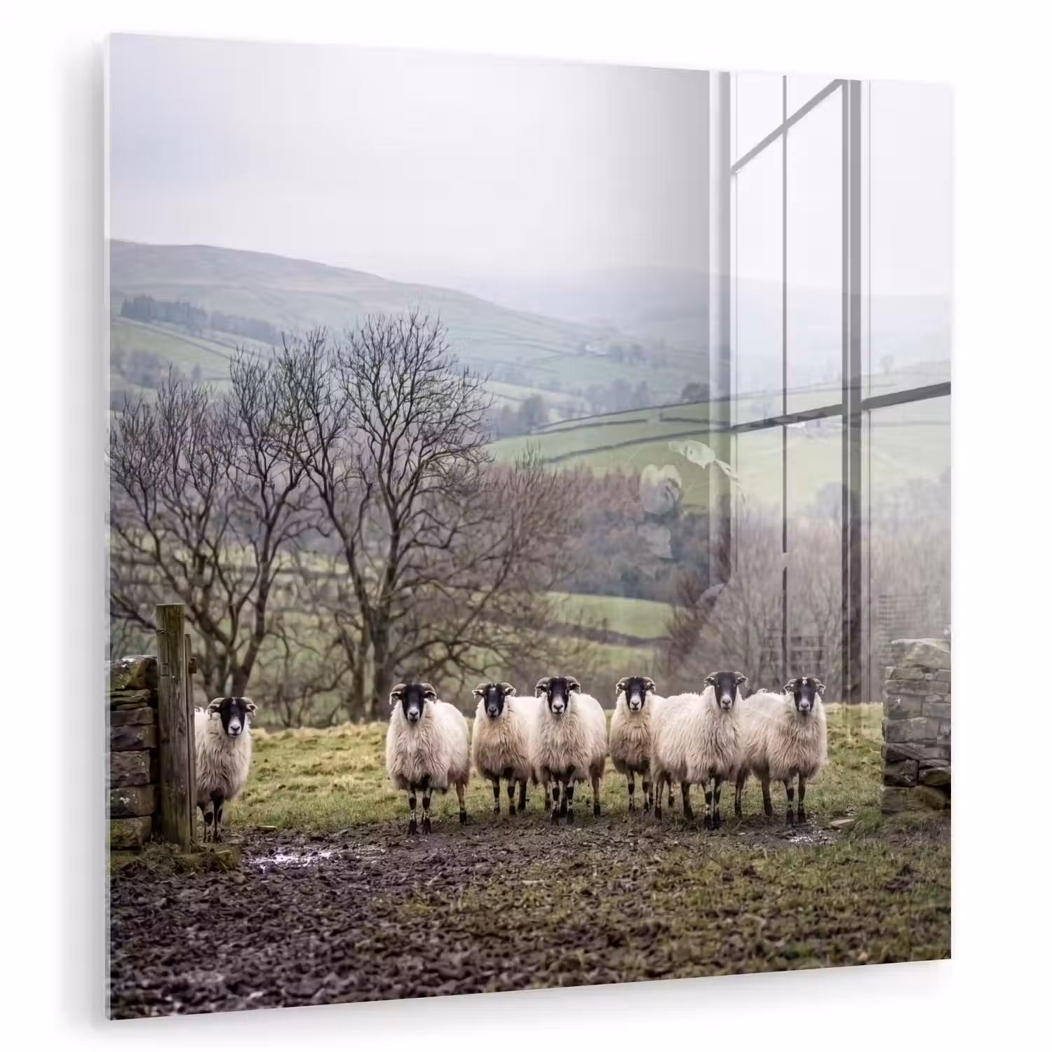 Schapen - Rij - Weide - Dieren - Platteland plexiglas 5mm klein -zzzproduct_nieuw