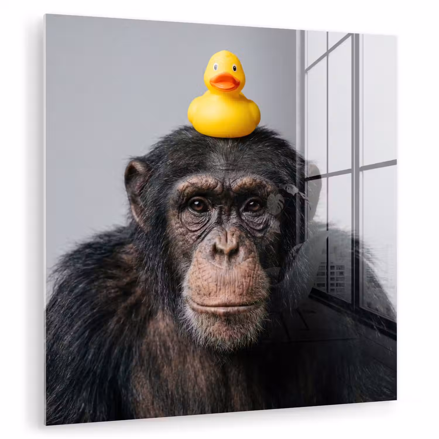 Chimpansee - Badeend - Grijs plexiglas 5mm klein -zzzproduct_nieuw