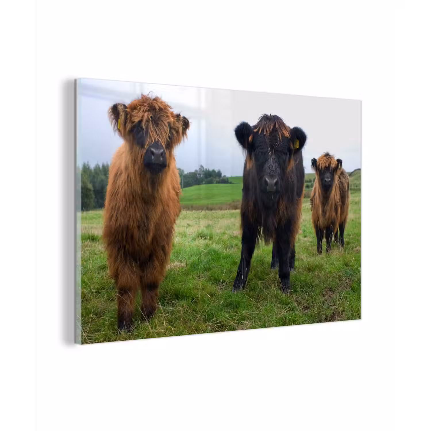 Schotse hooglander - Koeien - Natuur - Groen - Gras plexiglas 5mm klein -zzzproduct_nieuw