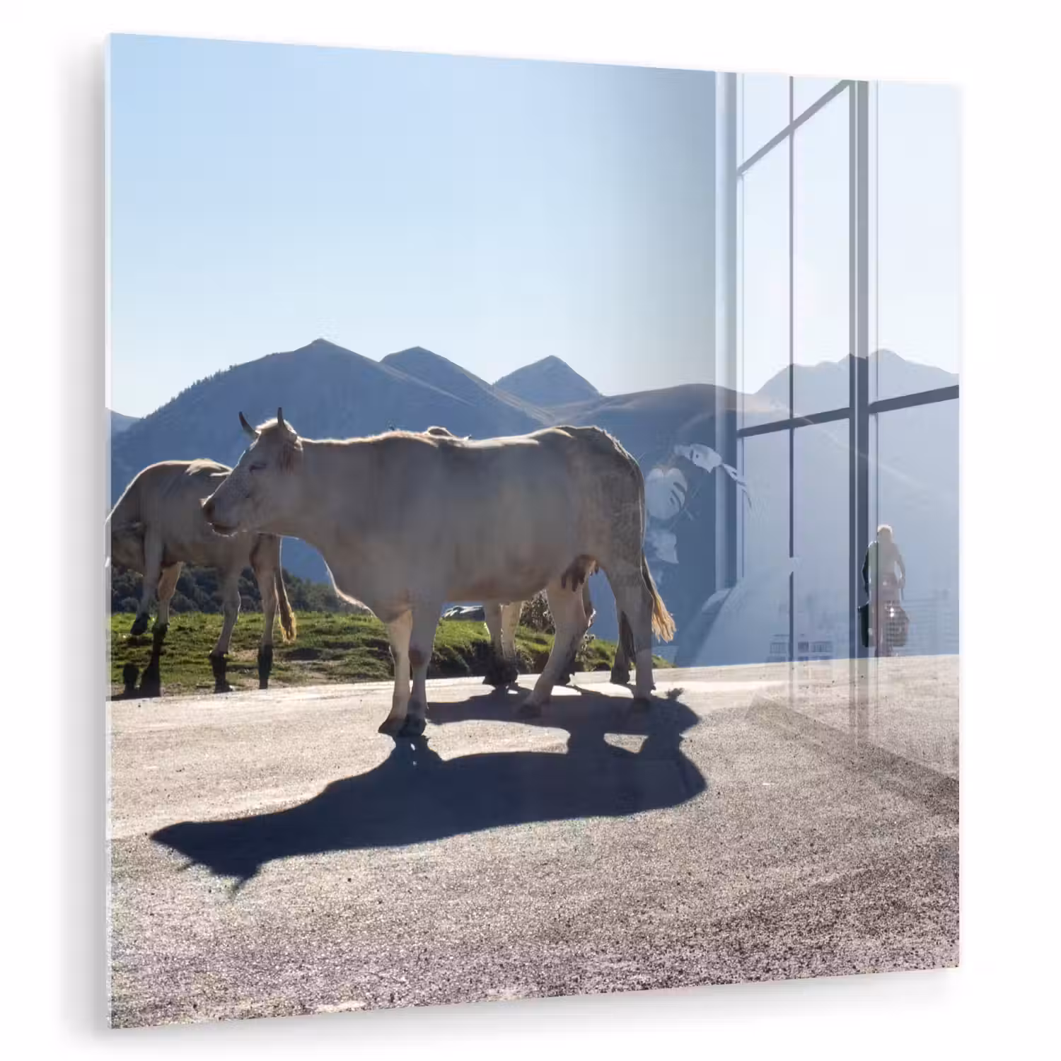 Schotse hooglander - Licht - Berg - Natuur plexiglas 5mm klein -zzzproduct_nieuw